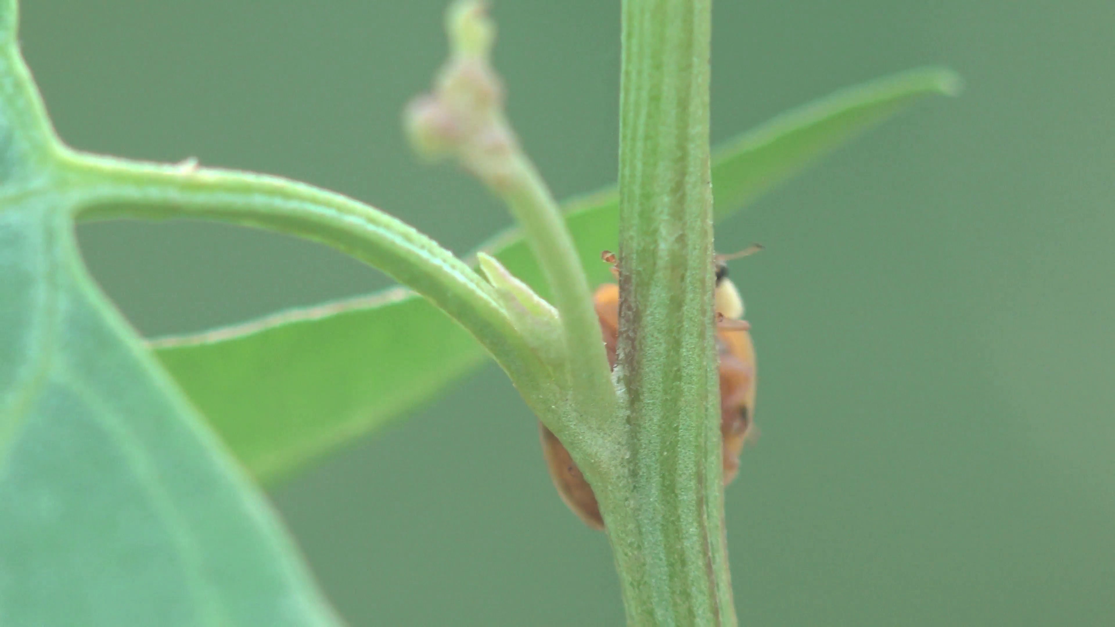 Insect Ladybug beetle bug sitt in green leaf, macro, grass on green  background, forest, field, garden, Europe, 4k Stock Video Footage –  VideoBlocks