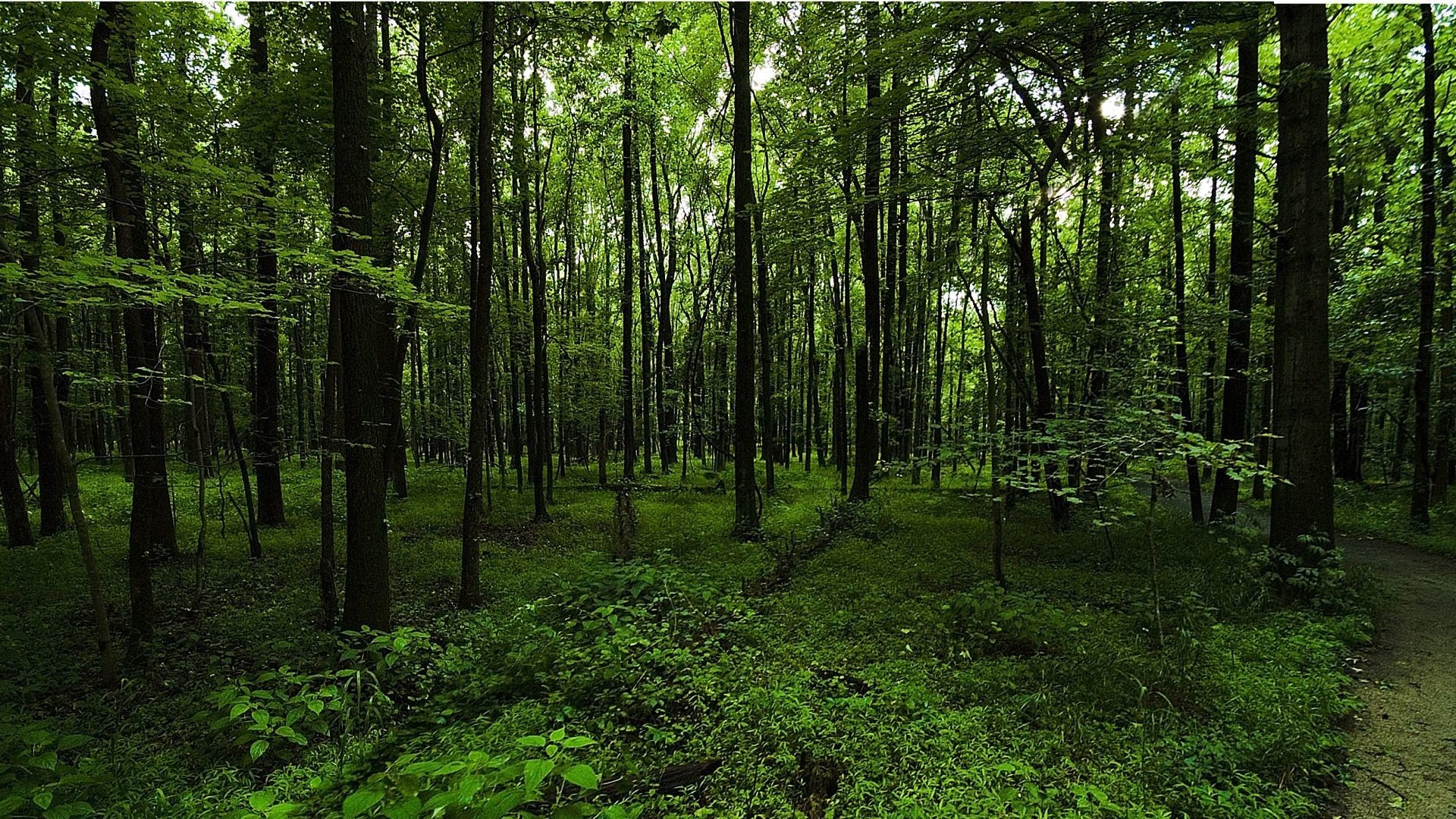Green Forest  Background Beautiful Best Available For Green Forest Dark  Green Jungle HD wallpaper  Peakpx