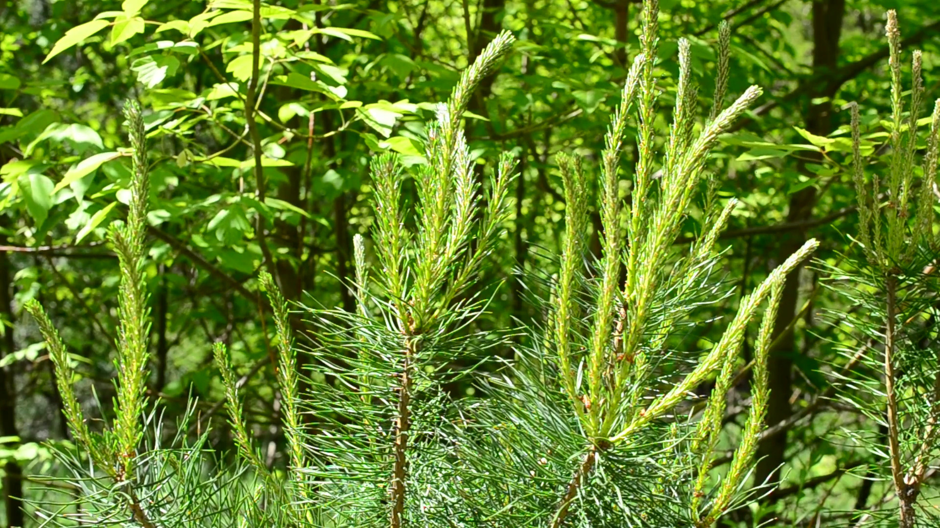 Lush pine tree branch with beautiful young fresh sprouts and needles gently swaying blown by breeze in spring on green background in a mixed deciduous and