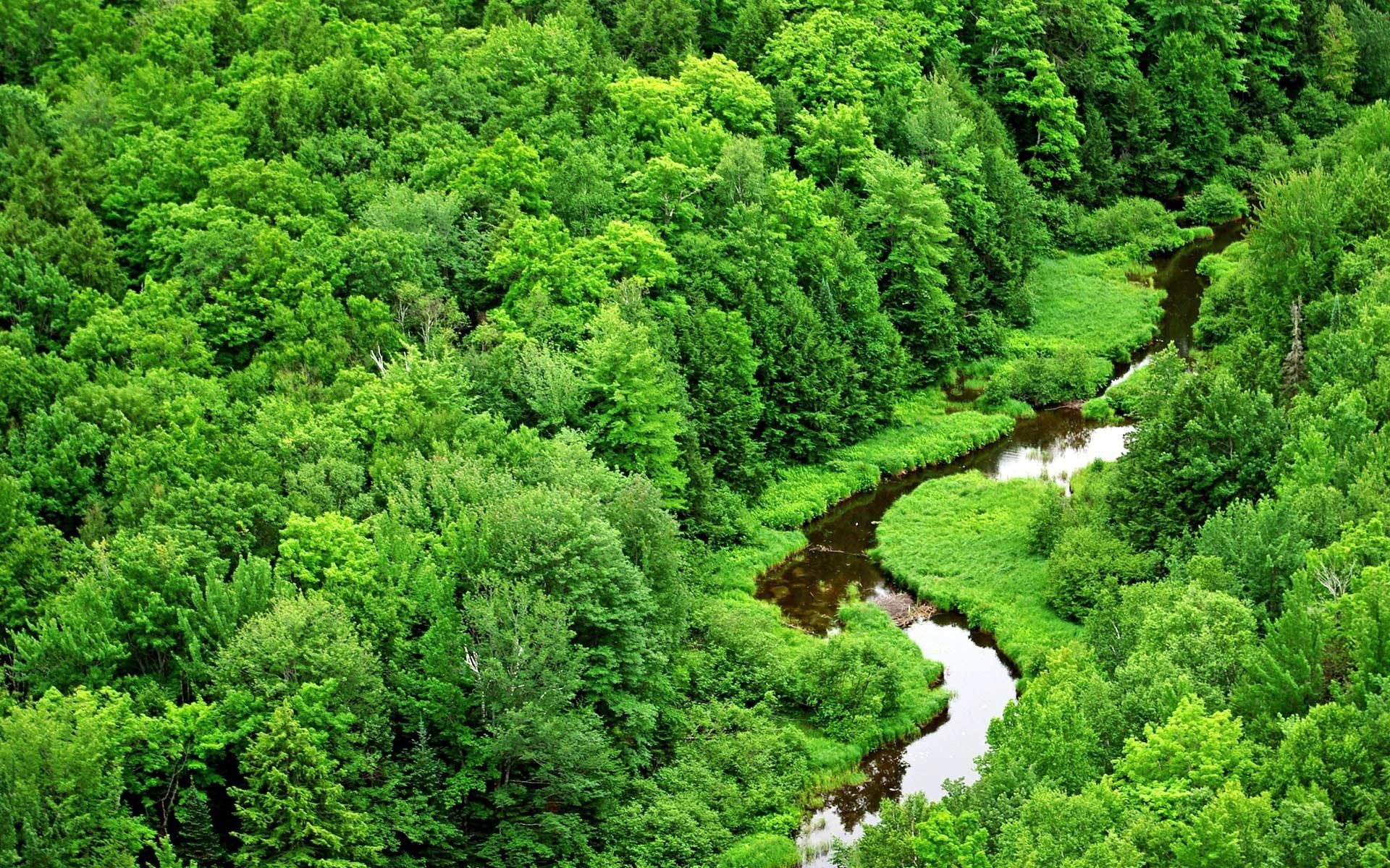 Wallpapers Backgrounds – forest green scenery wallpapers landscape stream river awesome