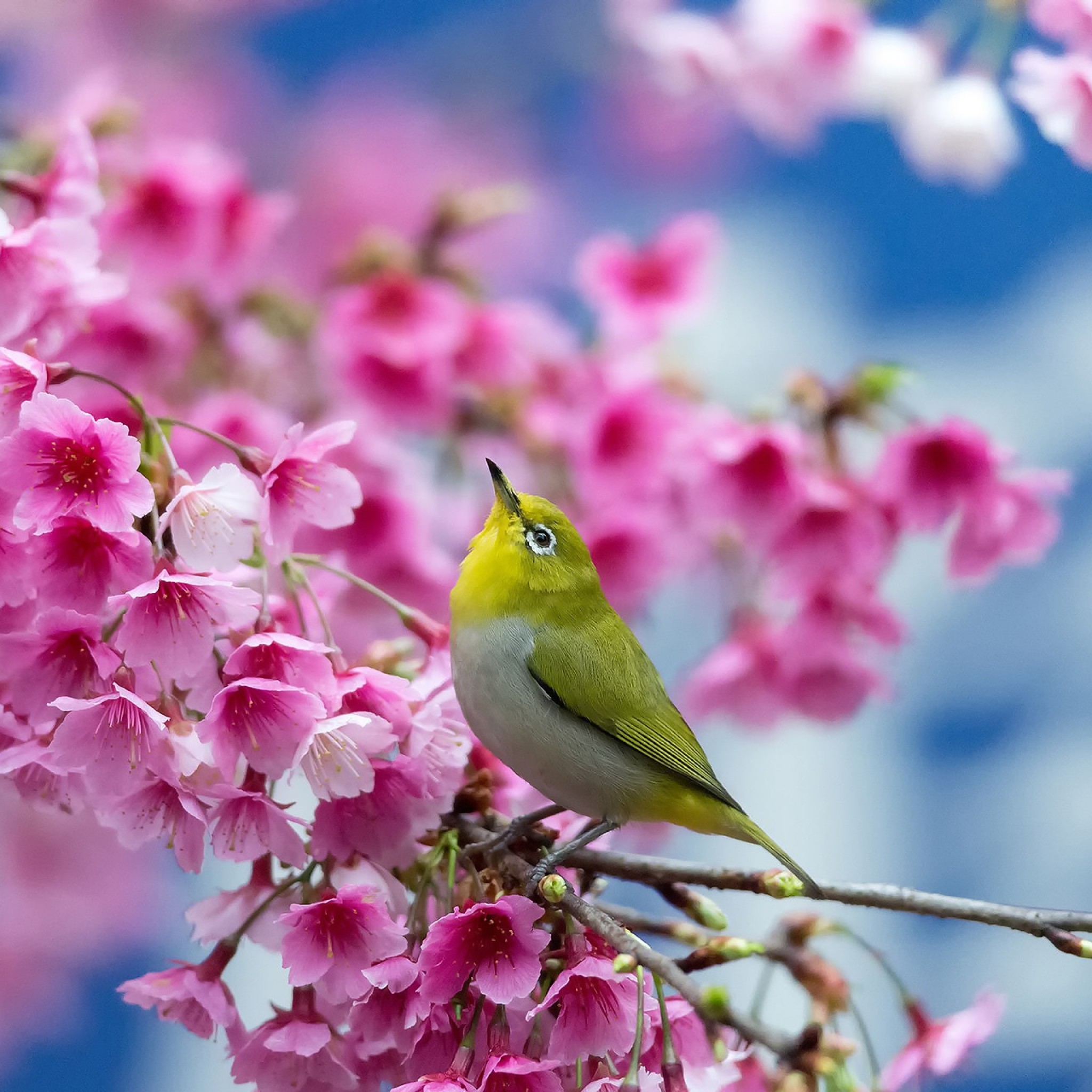 Preview wallpaper spring, cherry, branch, flowers, beauty, japanese white eye