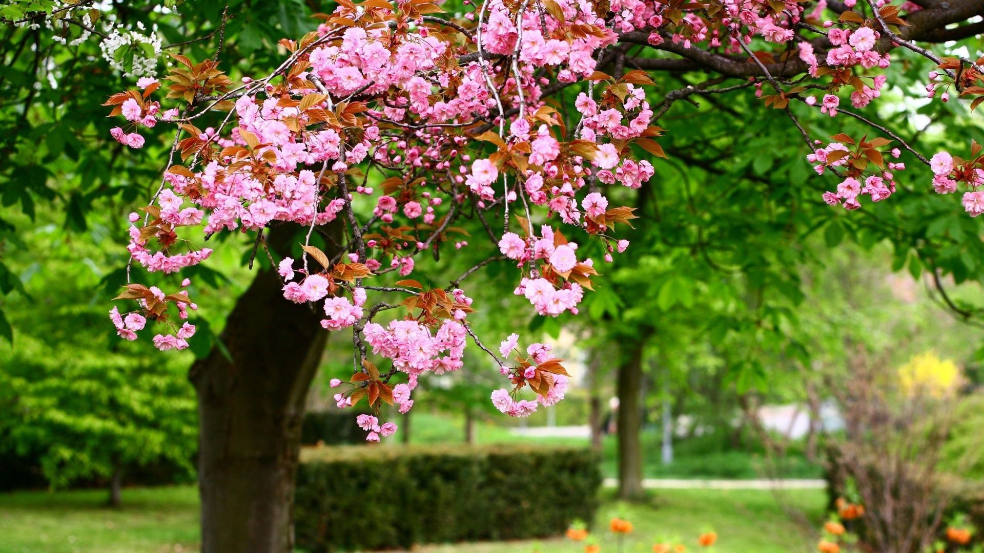 Spring desktop wallpaper hd – Download. Download