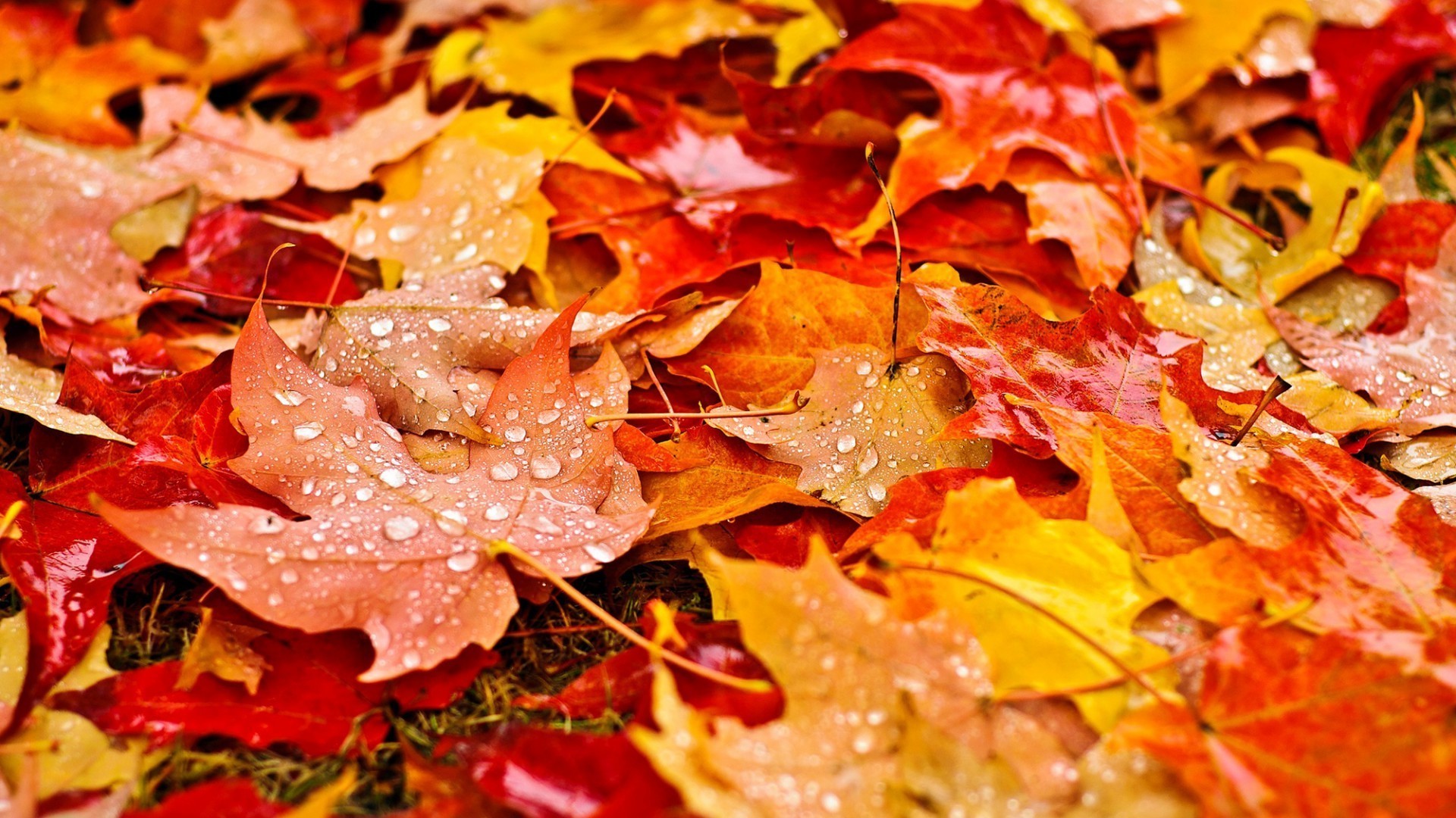 Fall Leaves Wallpapers Hd Resolution