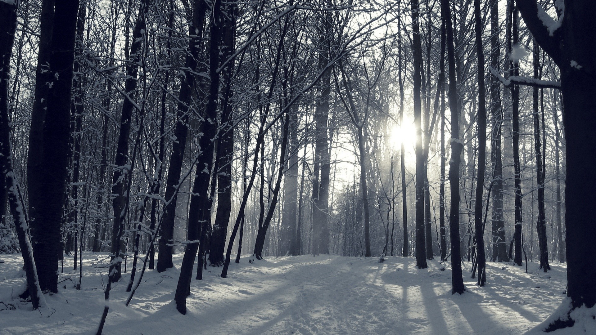 Snowy Winter Forest Wallpapers – 1064989