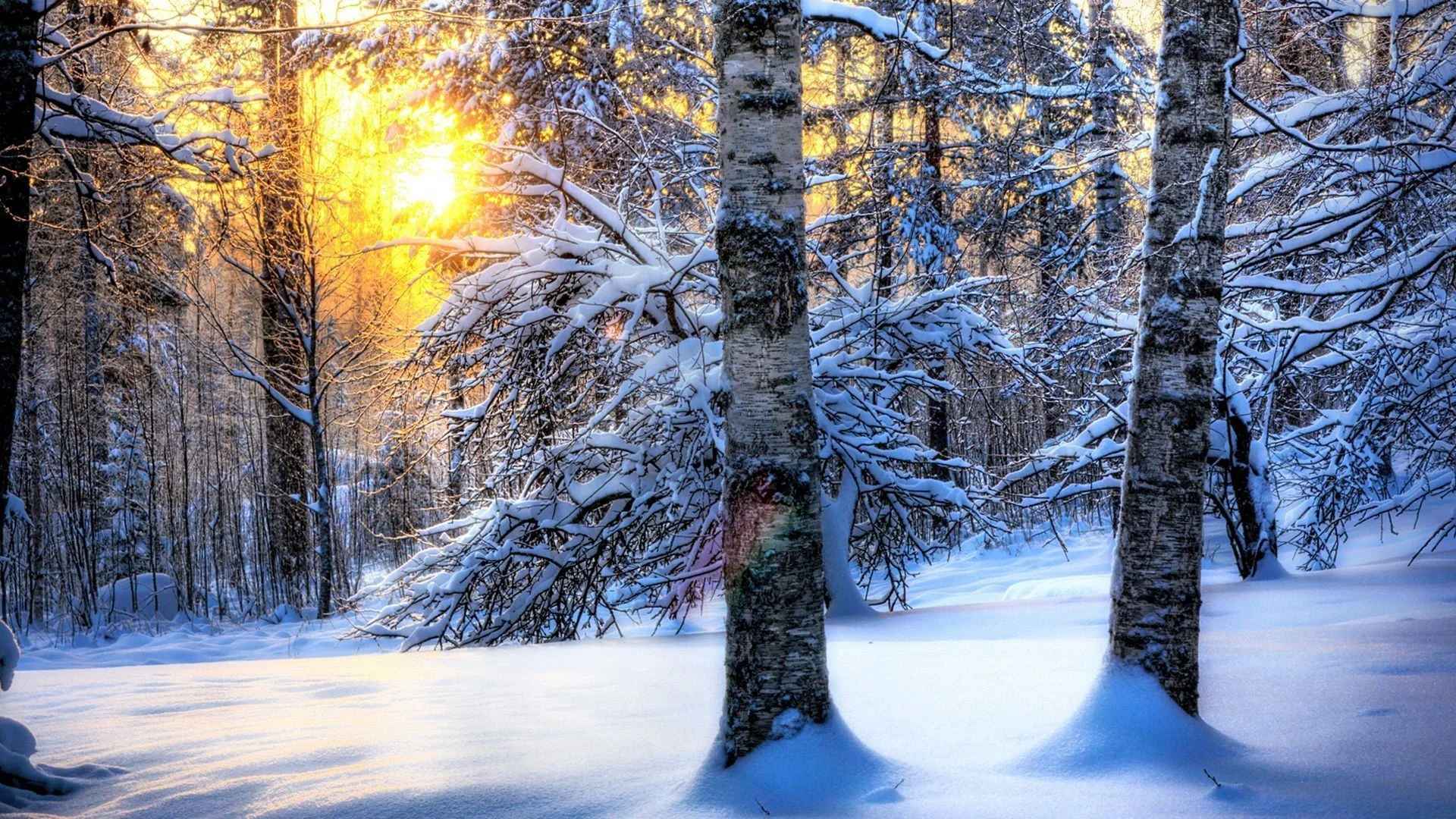 Winter Forest Desktop Wallpaper, Winter Forest Pictures
