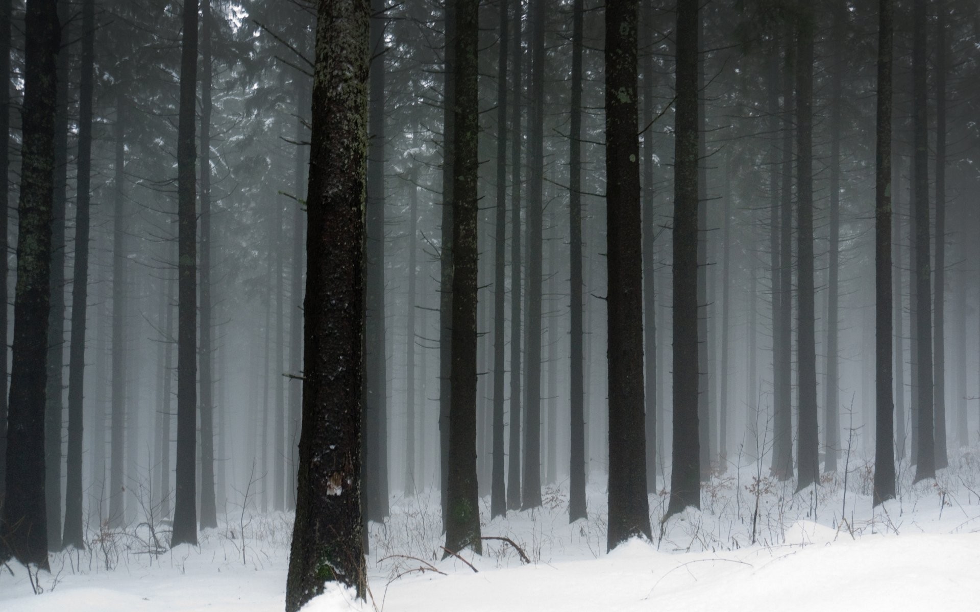 Wallpaper winter forest, 5k, 4k wallpaper, mountain, sun, snow