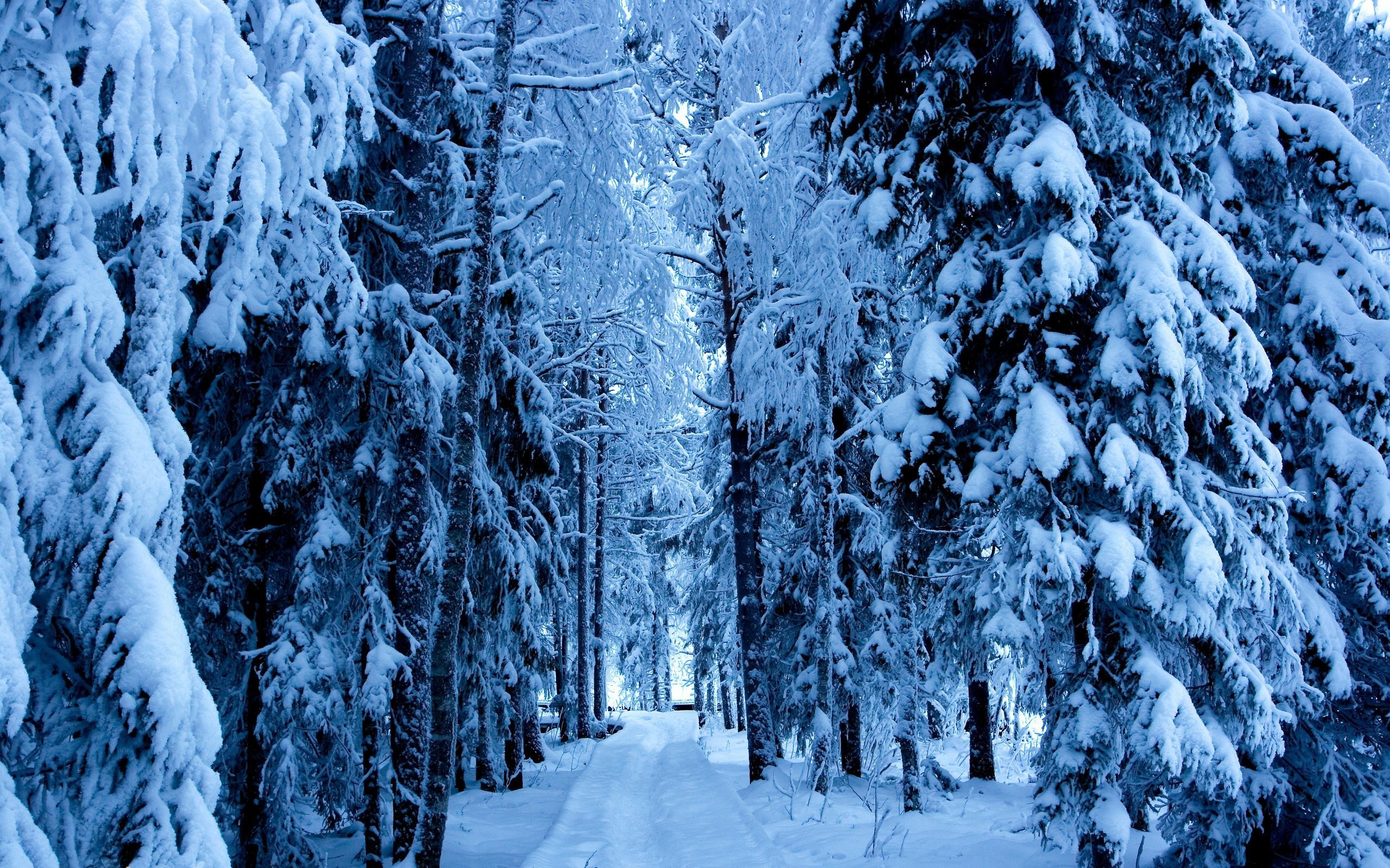 Awesome nature winter snow trees for android wallpaper Check more at https / / www