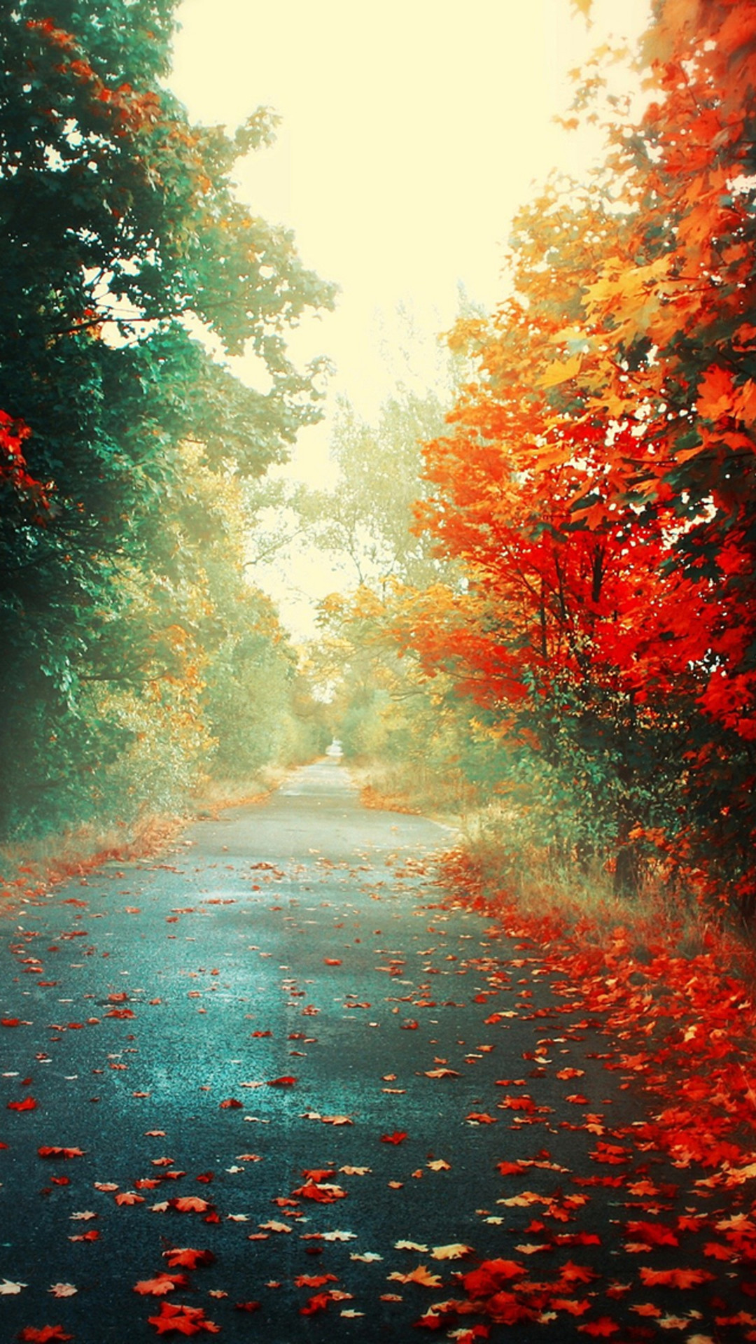 Nature Autumn Red Maple Leafy Road #iPhone #7 #wallpaper