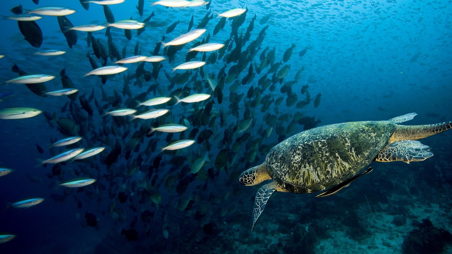 Preview wallpaper turtle, underwater, swim, fish, sea, ocean 1920×1080