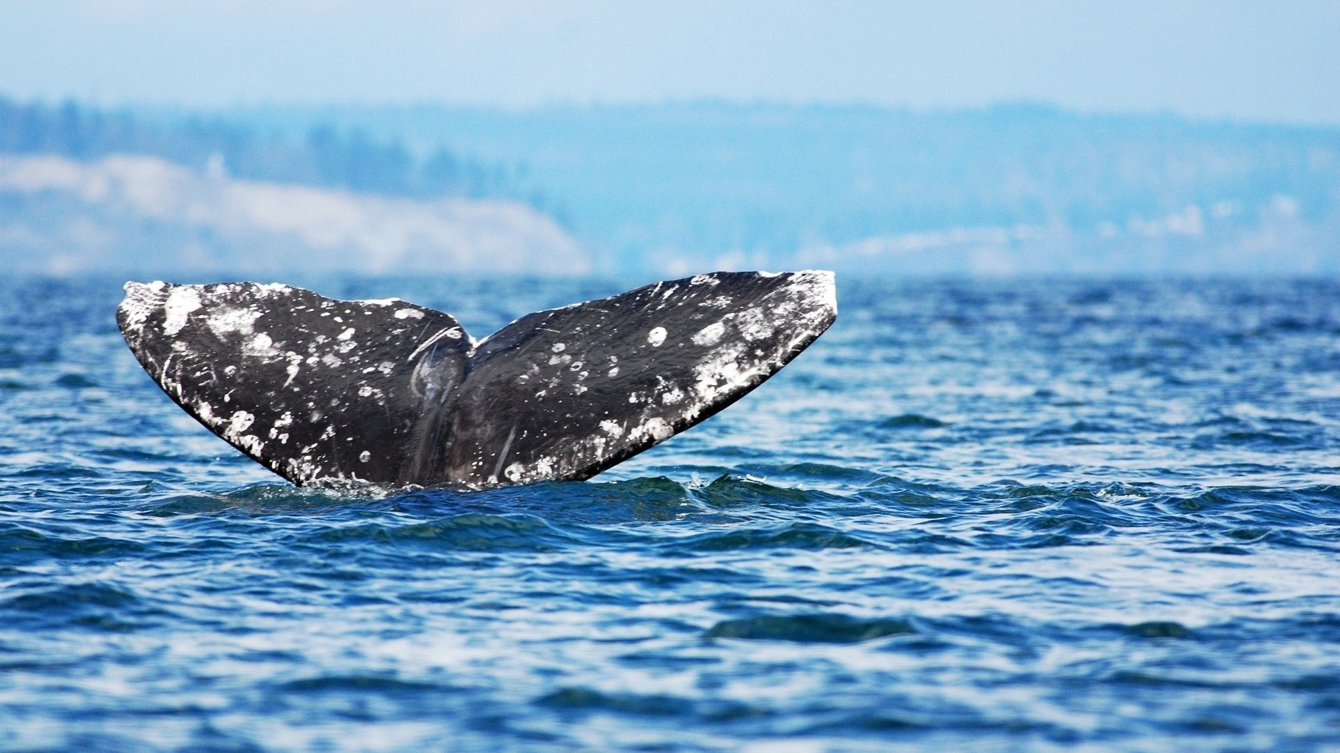 Preview wallpaper whale, jump, sea, ocean, sky 1920×1080