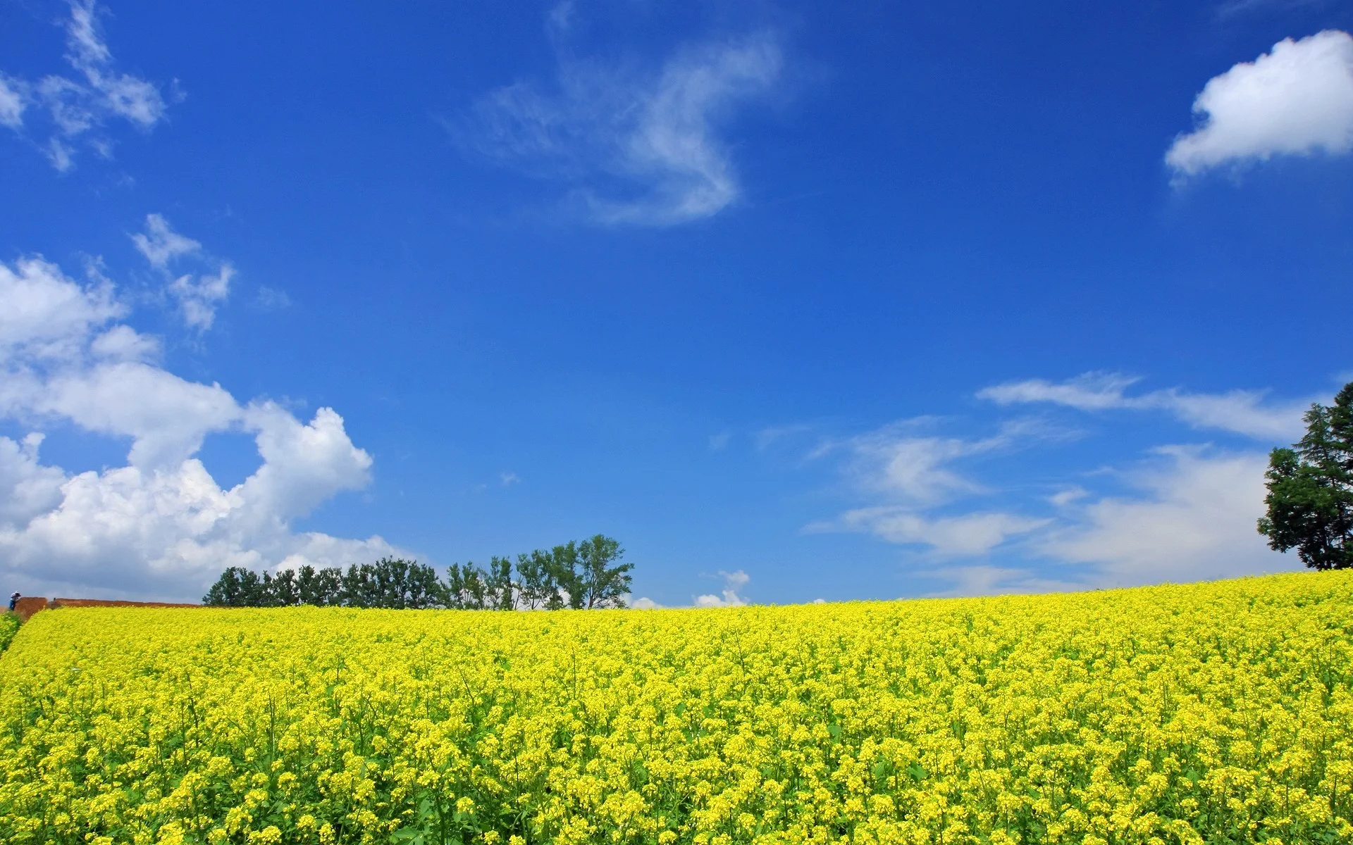 Japan Hokkaido Country Field Open Field Under Sky 19201200 NO.34 Wallpaper