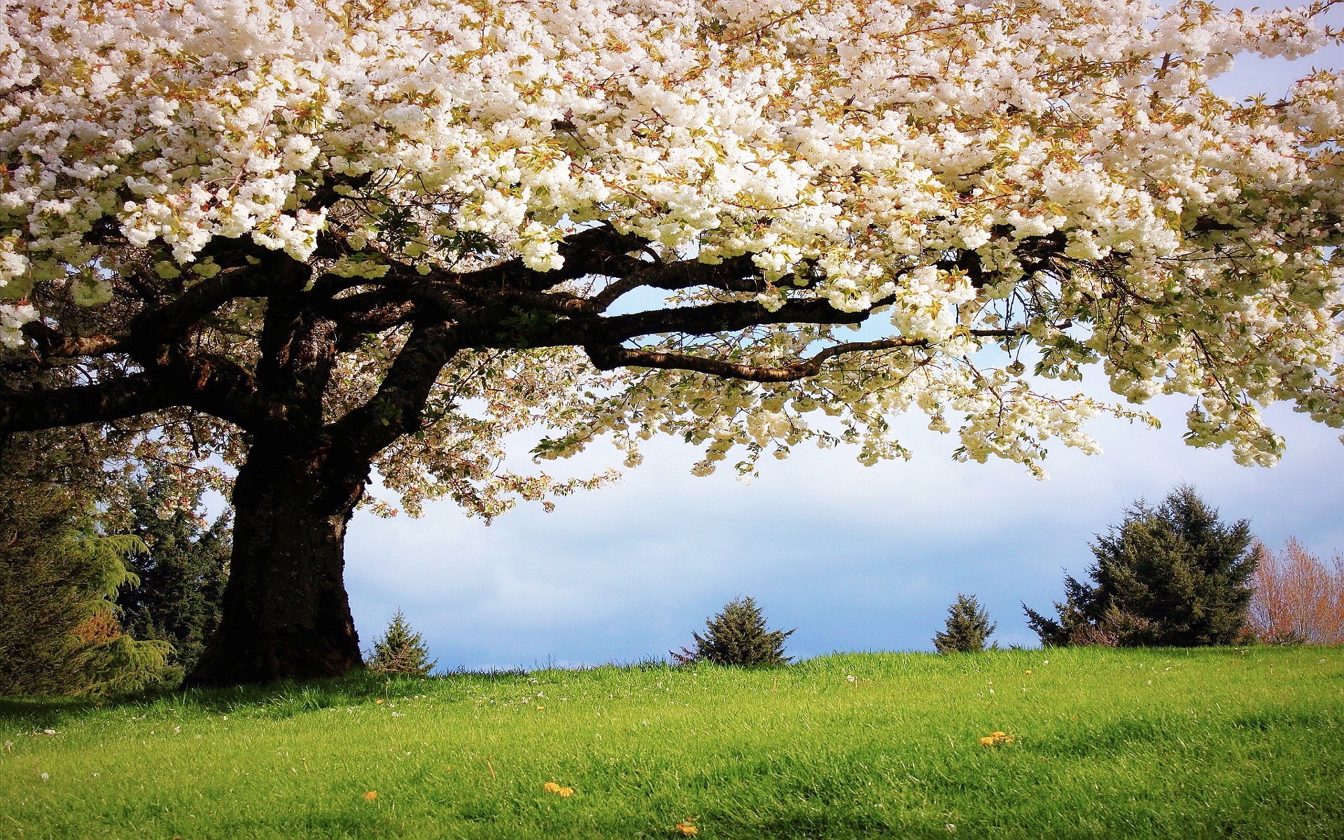 Spring Wallpapers | HD Wallpapers Early