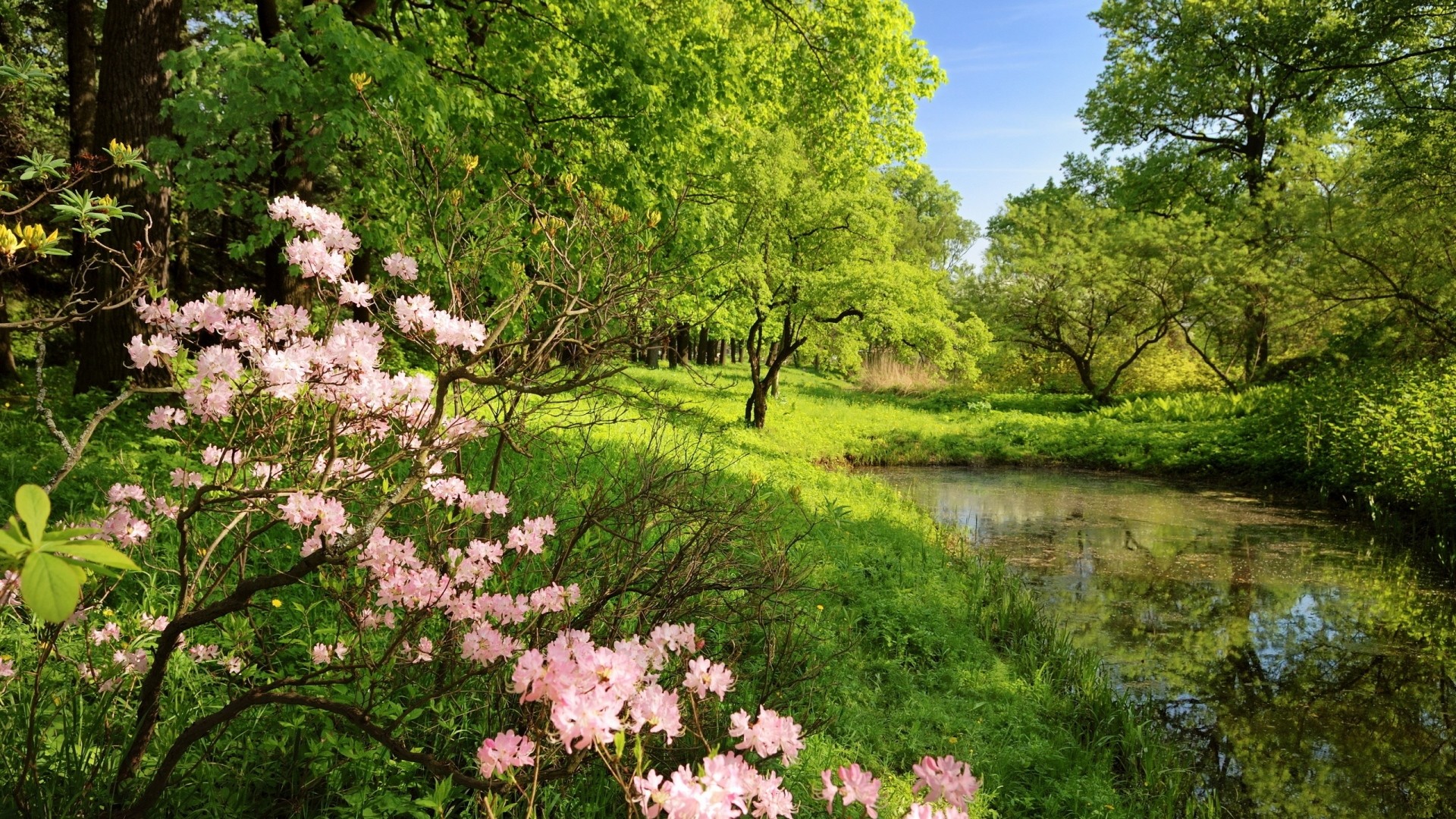 Preview wallpaper spring, branches, colors, wood, trees, pond, water,