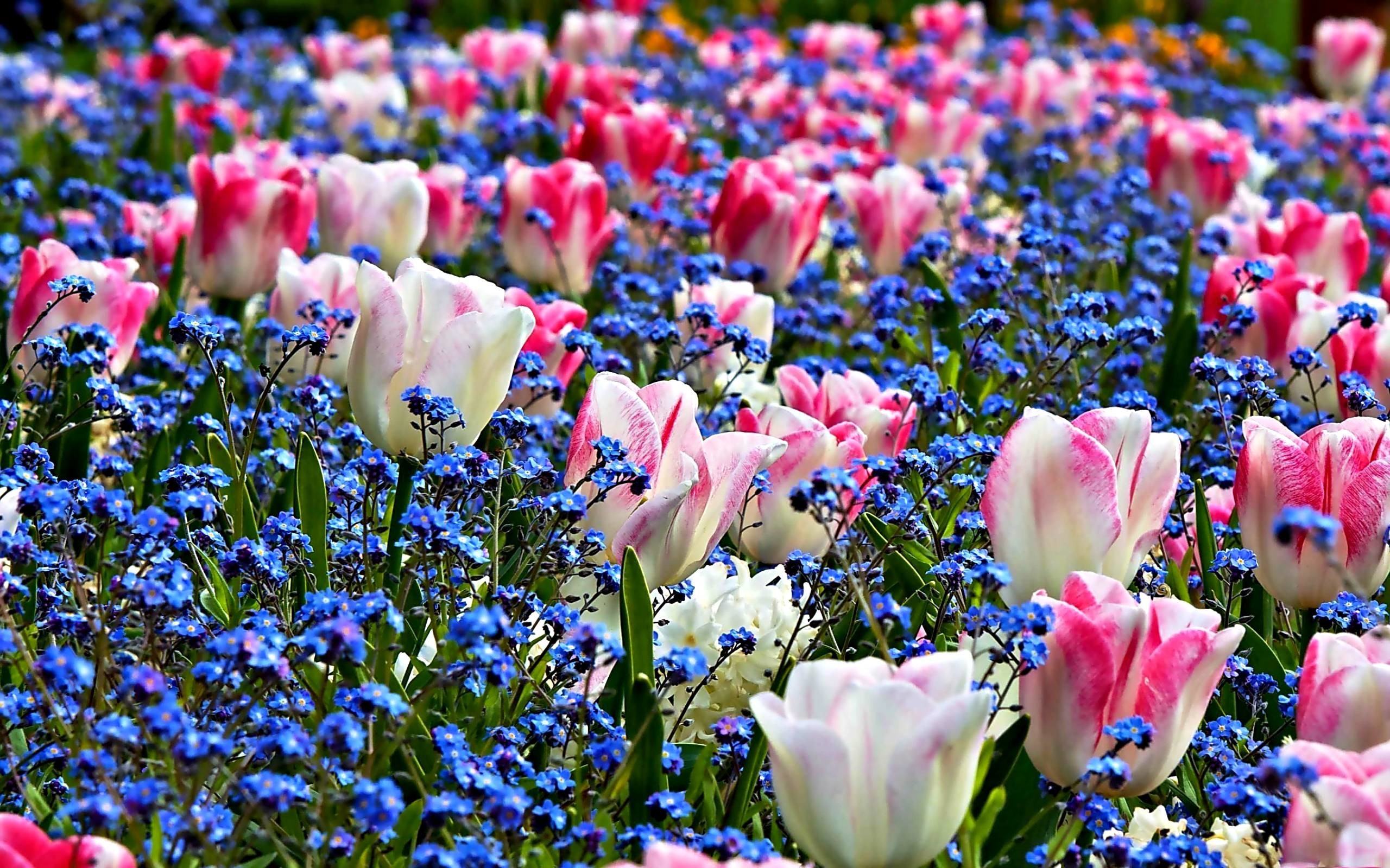 Spring Flowers Wallpapers Hd Resolution