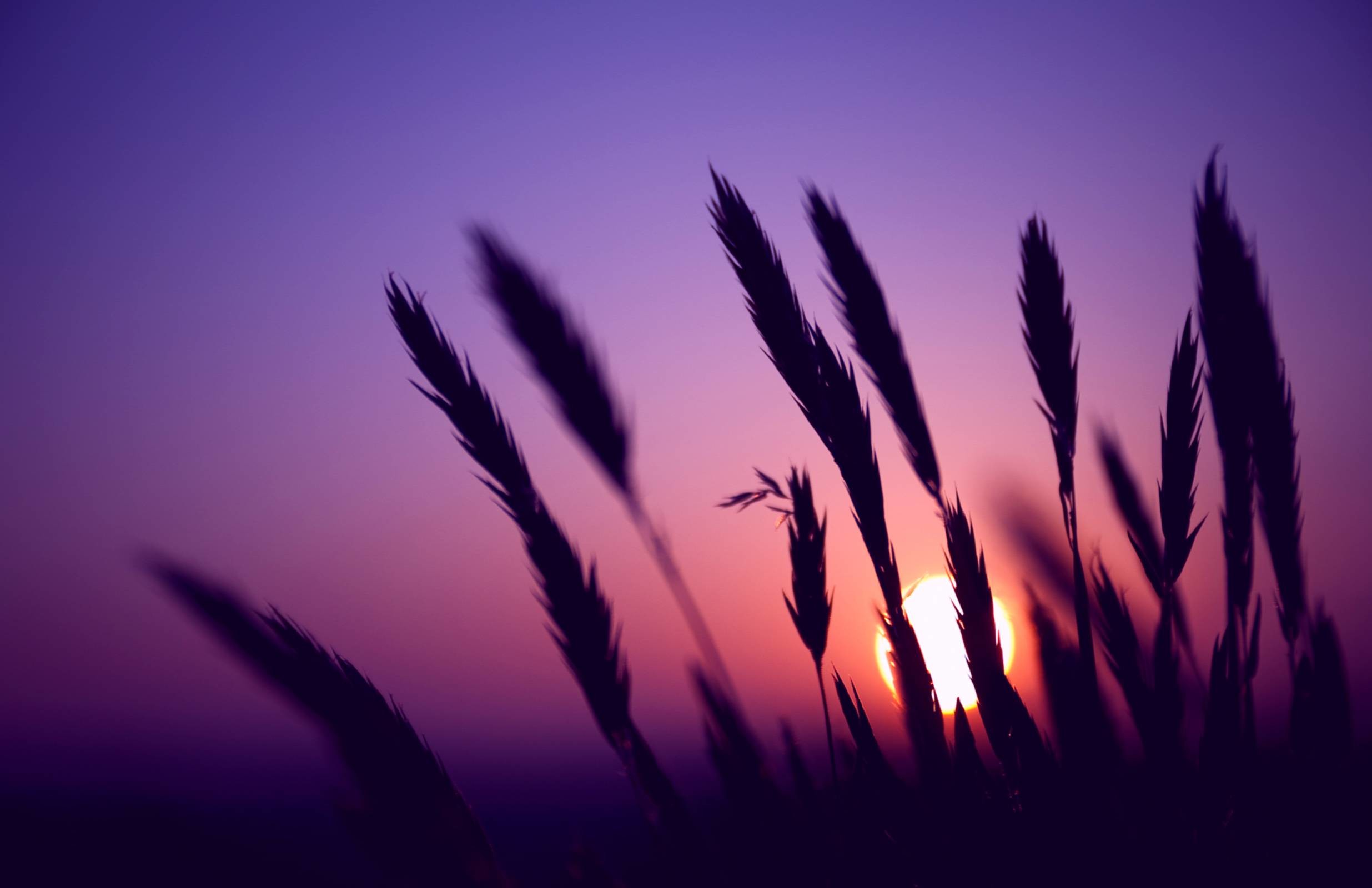 Wallpapers For > Purple Sunset Wallpapers