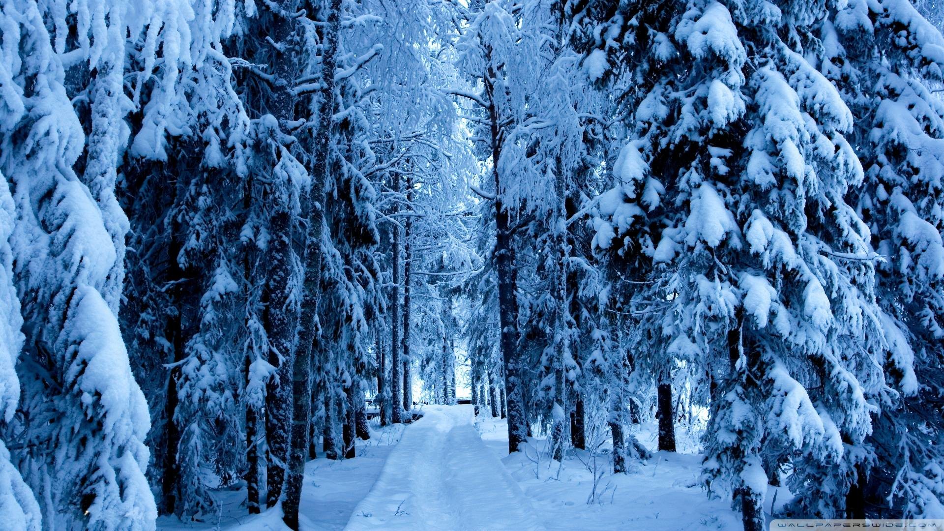 Wallpapers For Snowy Forest Backgrounds