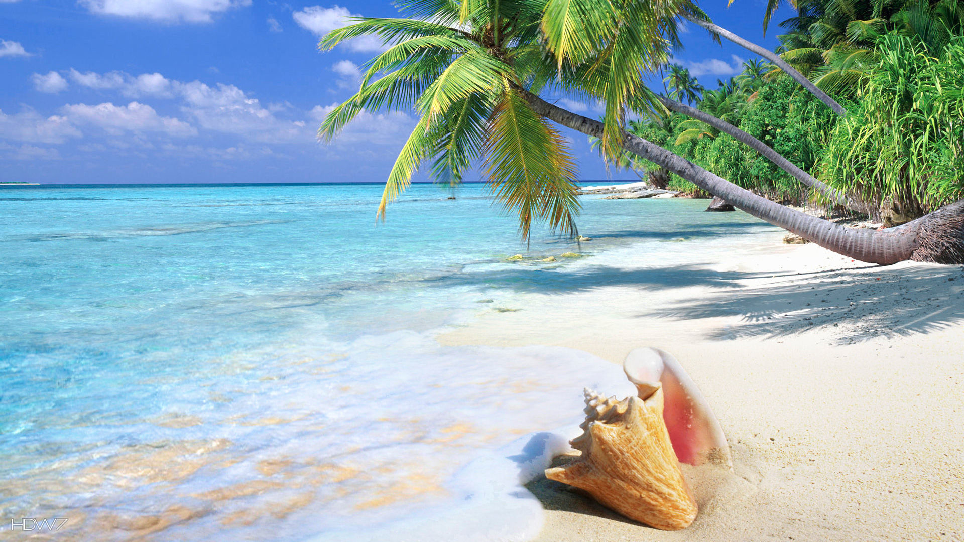 Tropical beach shell HD WALLPAPERS GALLERY