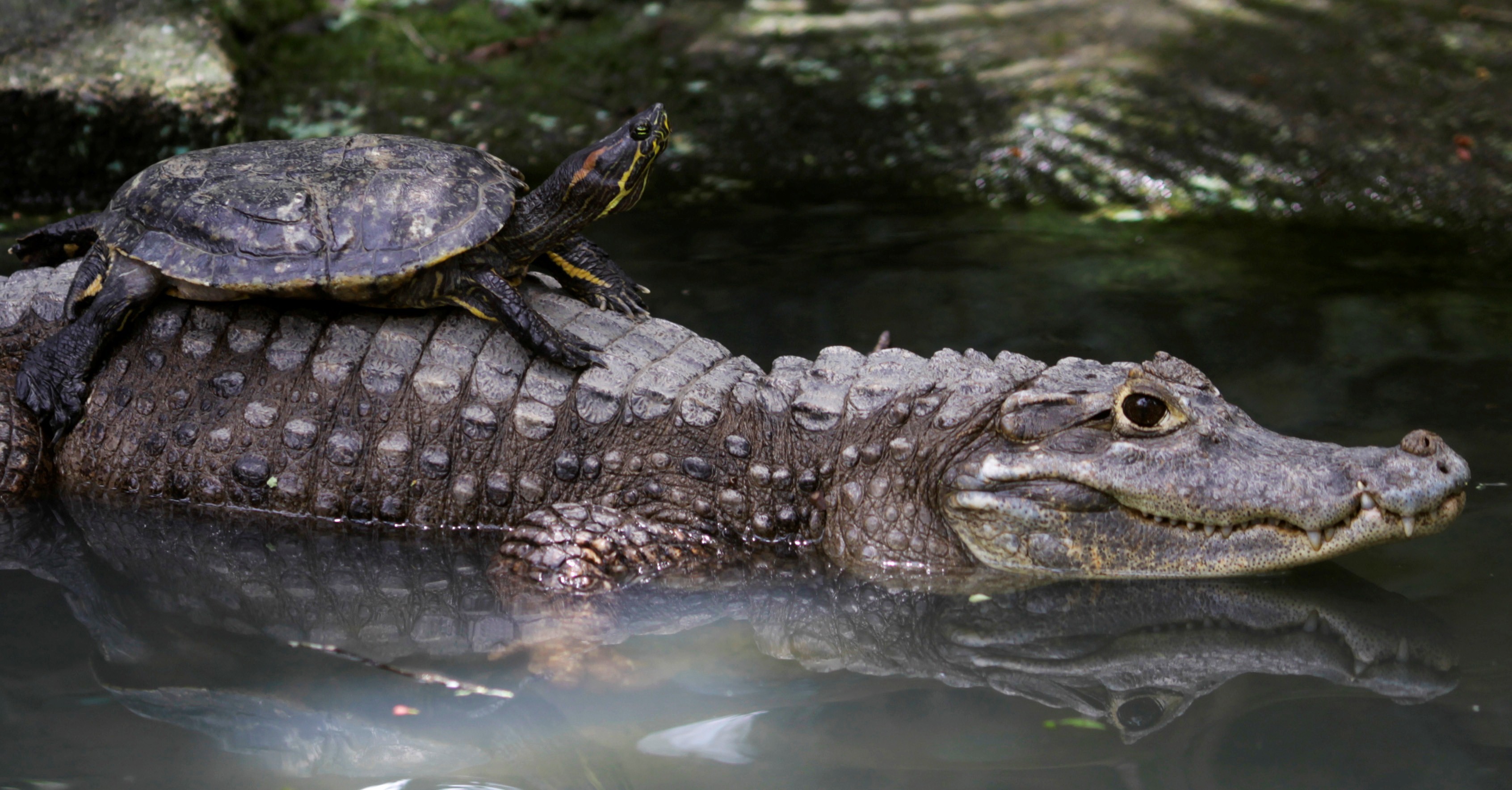 Lovely Scene of Animal Turtle on Alligator in Water HD Desktop Background  Wallpapers