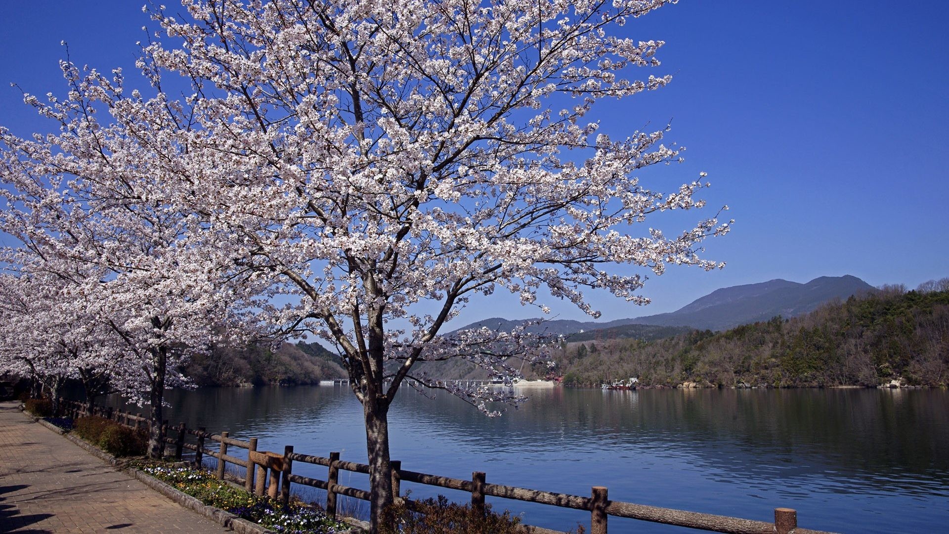 Cherry Blossoms Japanese Flowers Nature Zen Japan Landscape Free Desktop Background – 1920×1200