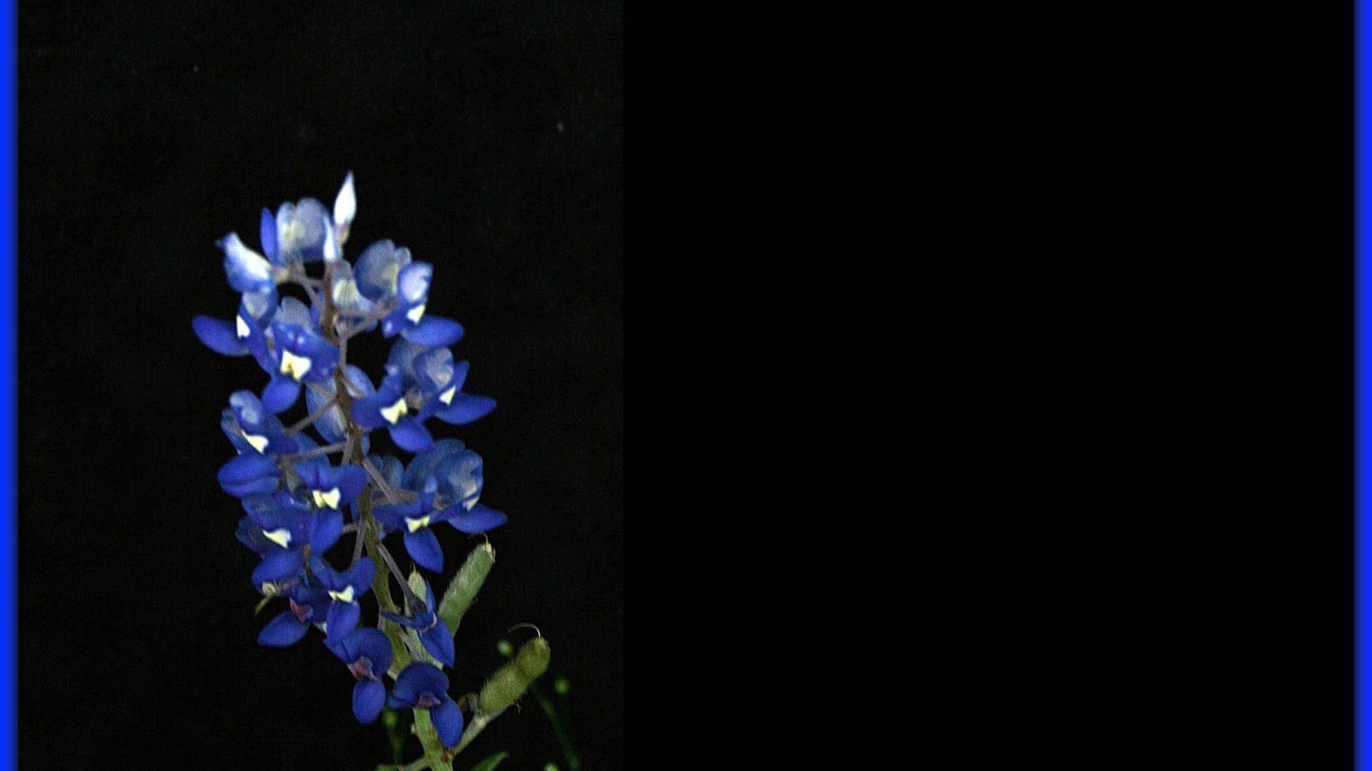 Bluebonnet Tag – Bluebonnet Frame Jimenez Mindbender Abstract Nature Flower  Frames Plant Nexus Upload Exotic Wallpaper