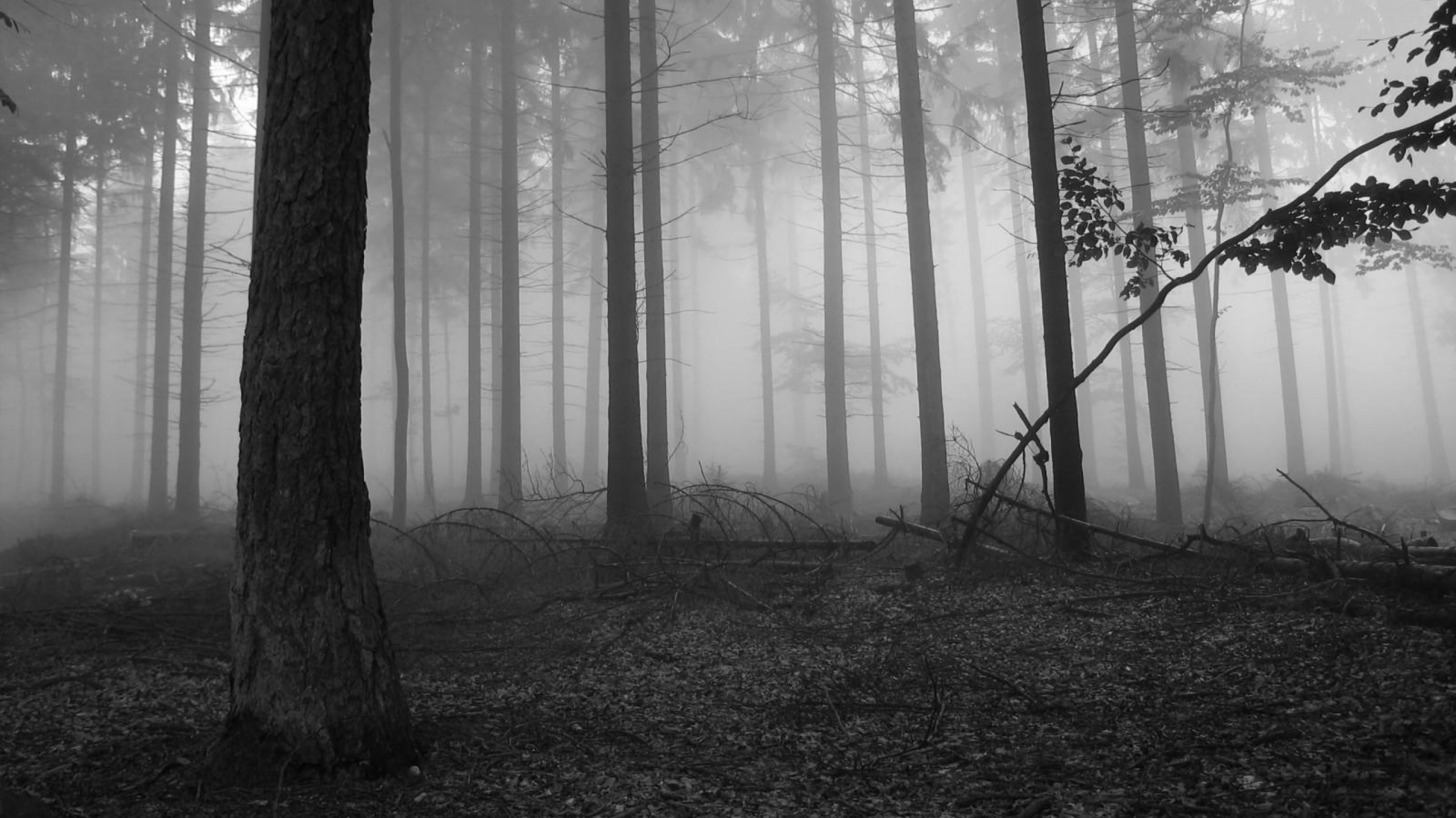 Fog in the dark forest Nature HD desktop wallpaper, Tree wallpaper, Forest wallpaper, Fog wallpaper, Branch wallpaper – Nature no