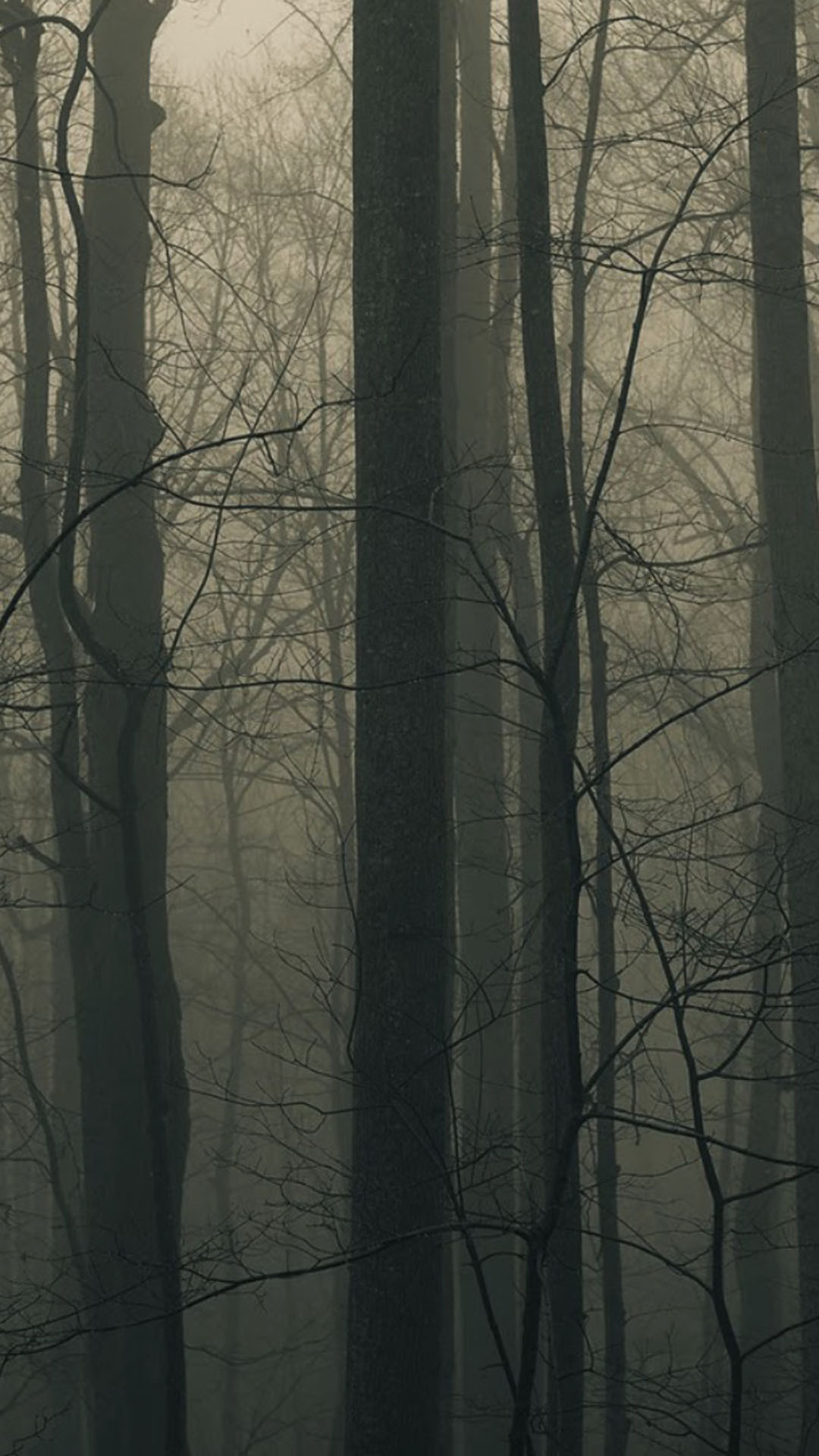 Spooky Forest Trees Mist Android Wallpaper