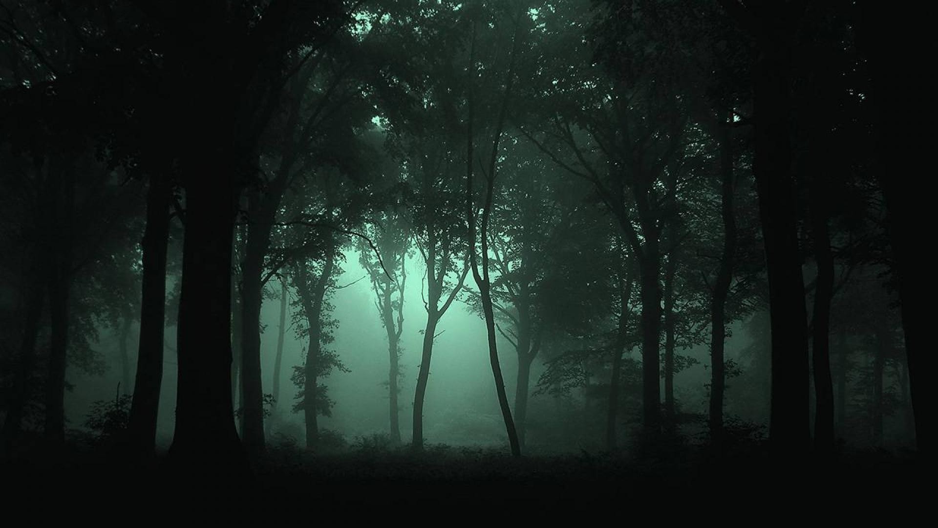 Dark Forest Wallpaper Mobile