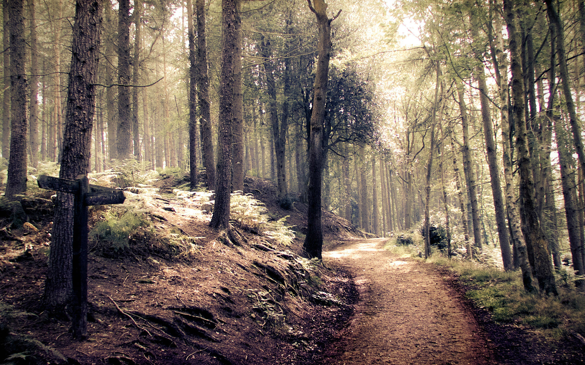 STOCK Path through a spooky / indie style forest by needanewname