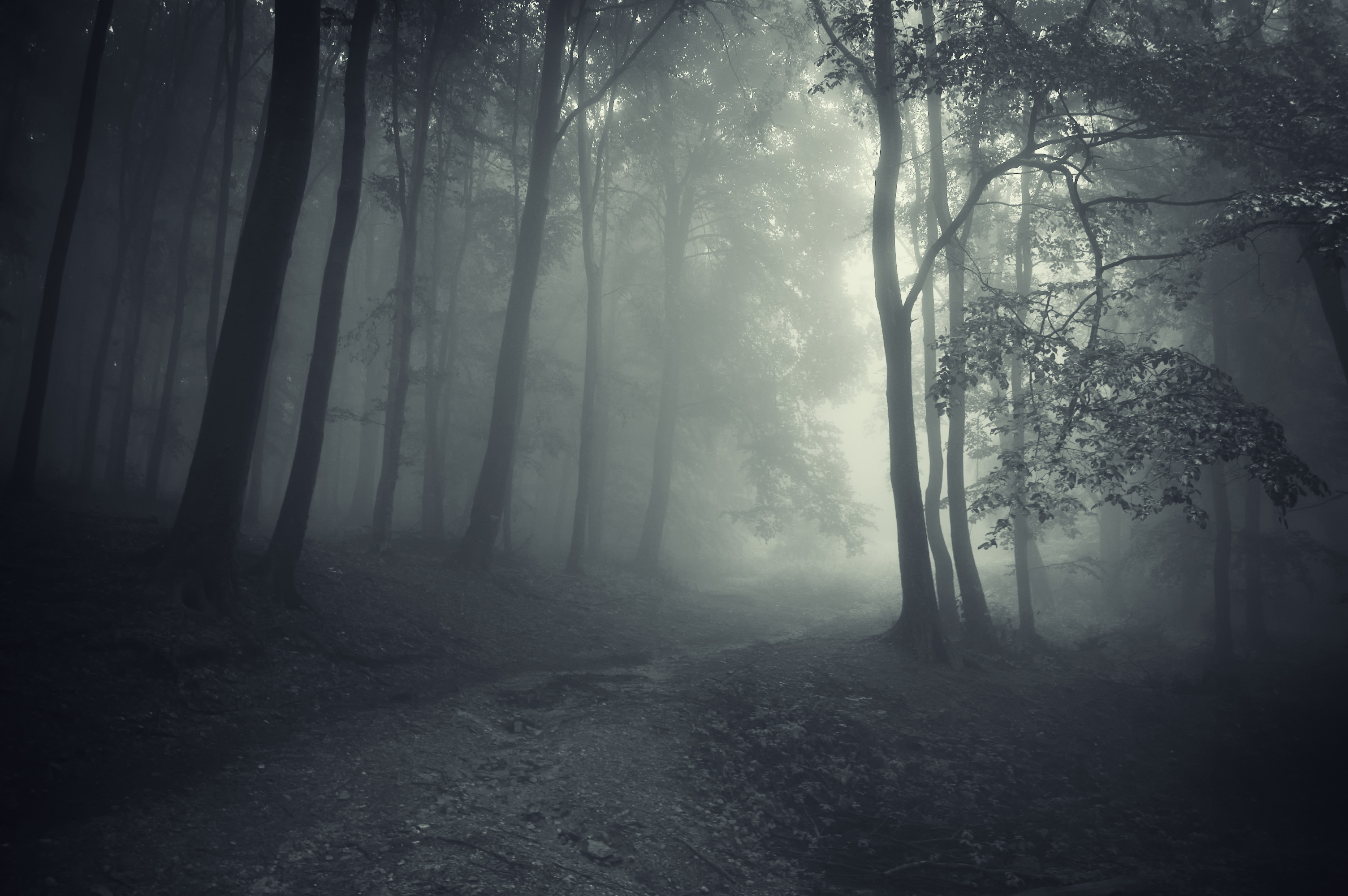 5 Creepy Facts About Japans Notorious Haunted Forest