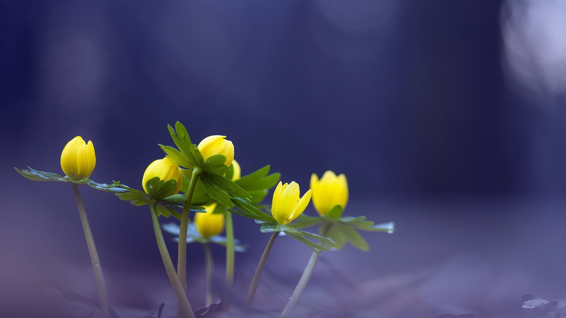 Bugs Eranthis Aconite Yellow Hyemalis Winter Flowers Nature 3d Desktop Backgrounds – 1920×1200
