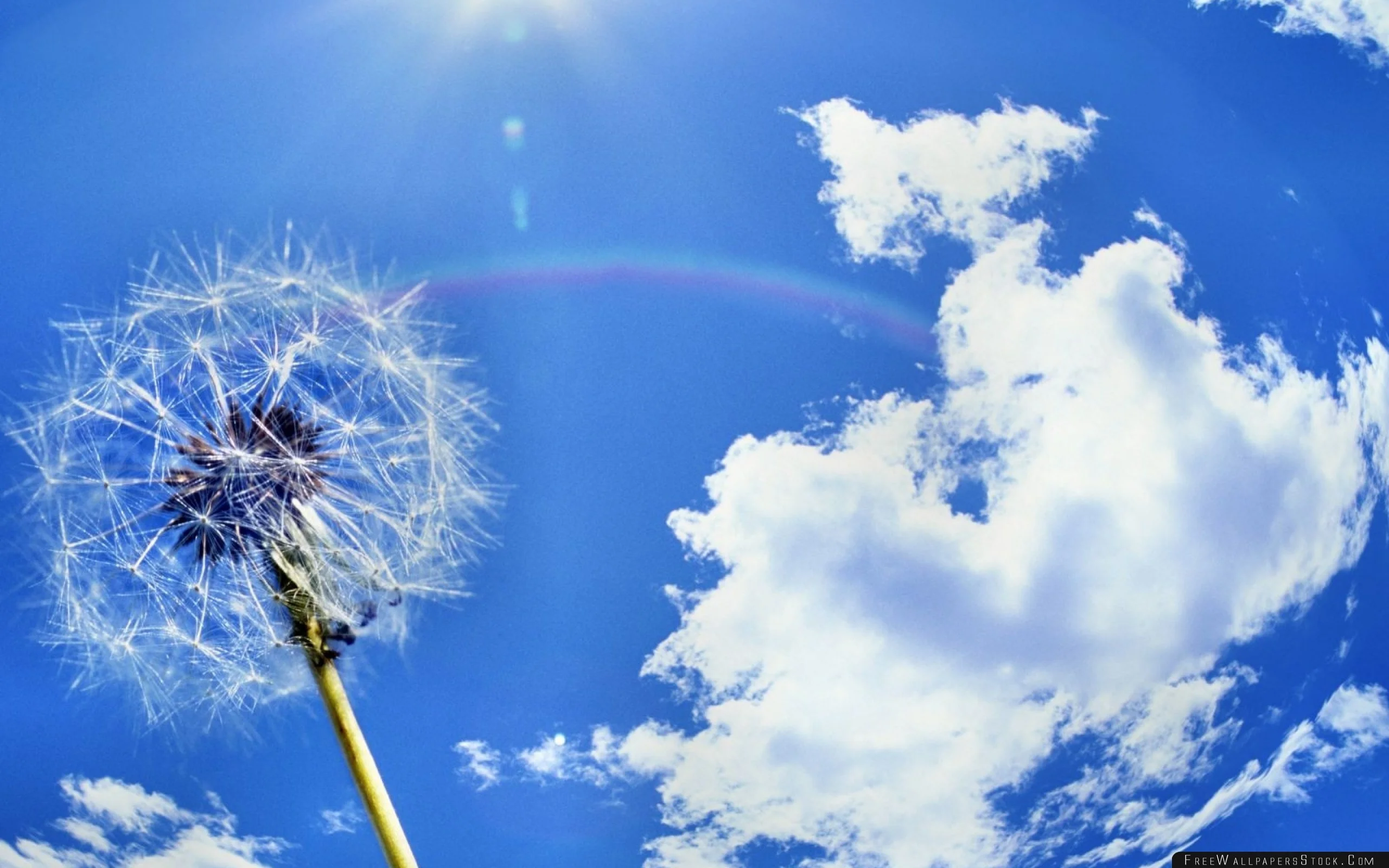 Download Free Wallpaper Dandelion Sky Clouds