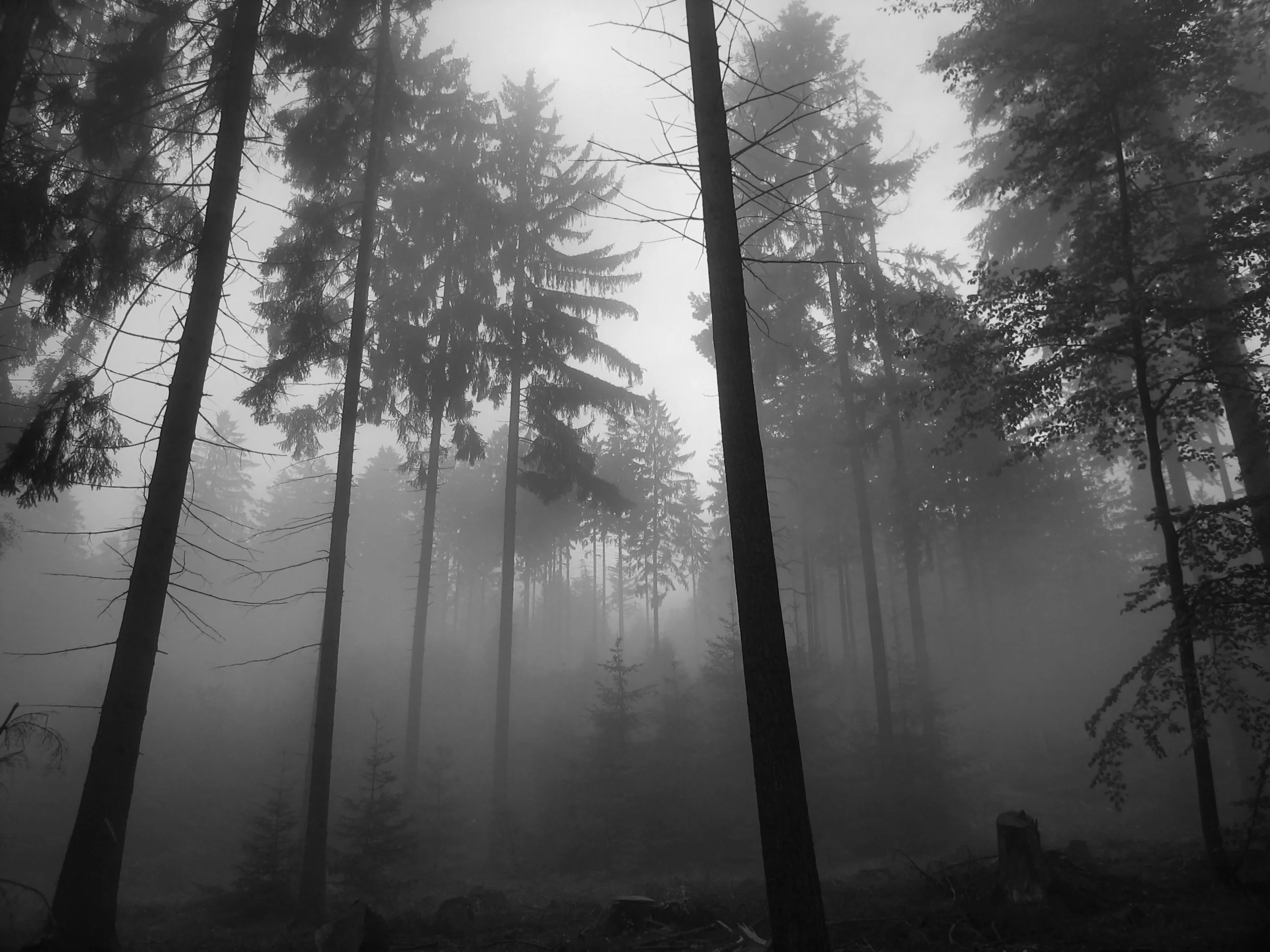 Black And White Pictures Anime Forest 8 Background