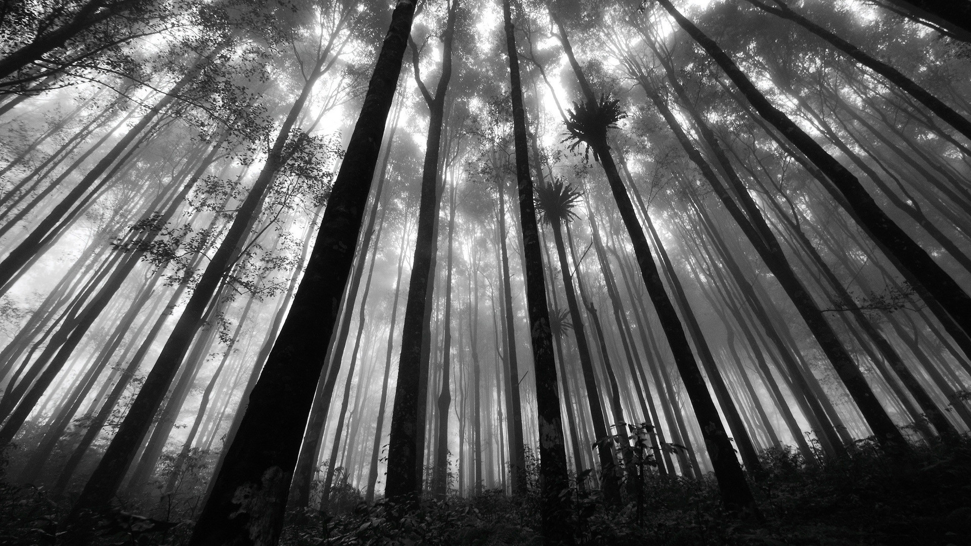Black And White Pictures Anime Forest 3 Wide Wallpaper