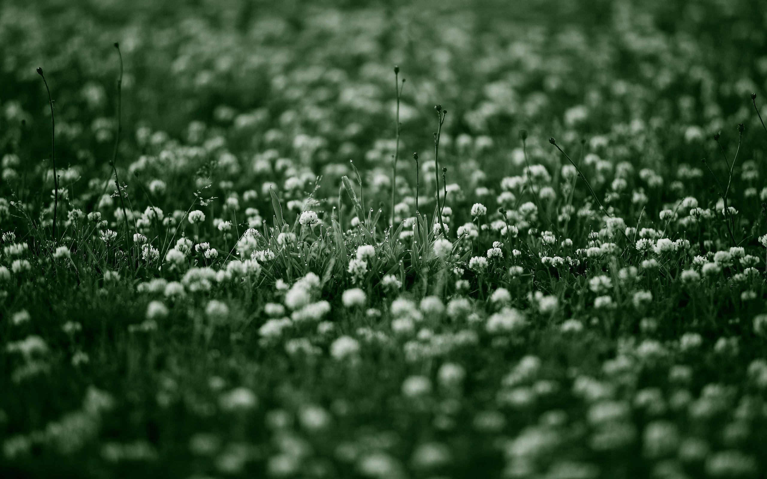 Field Of Flowers Tumblr White Horse Wallpaper Tera and Black 2560x1600px