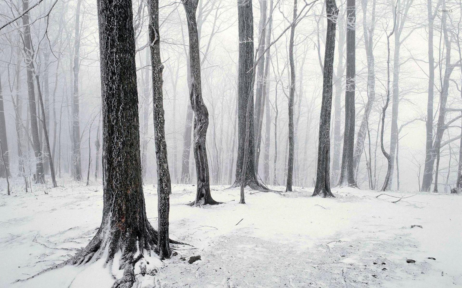 Winter in the forest wallpaper jpg