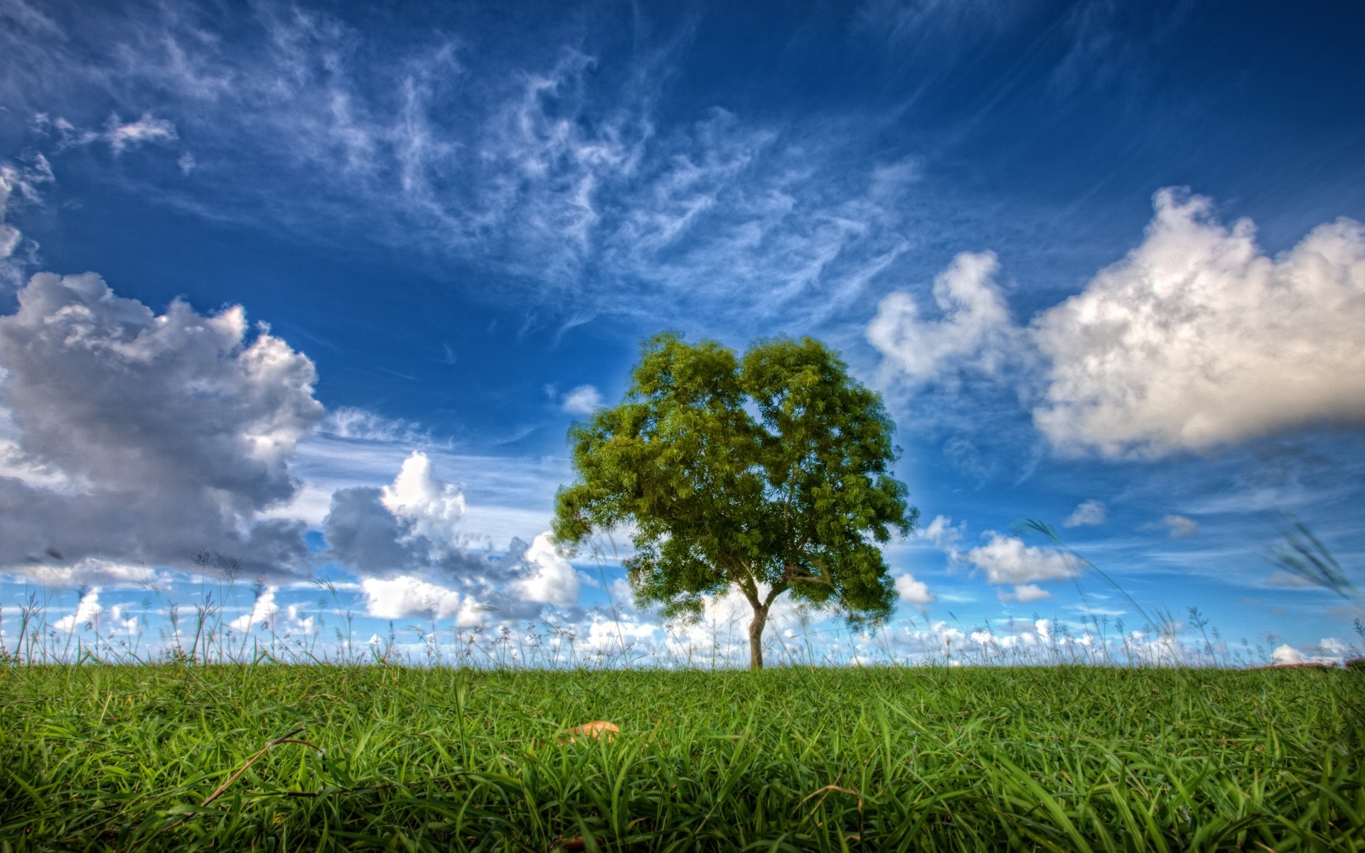 Meadow Tree Blue Sky Clouds wallpapers and stock photos