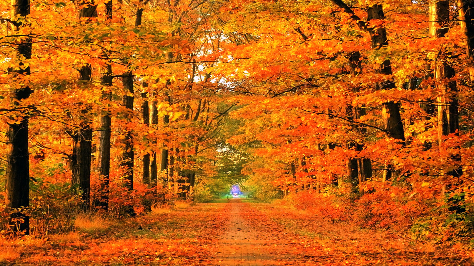 beautiful fall scenery