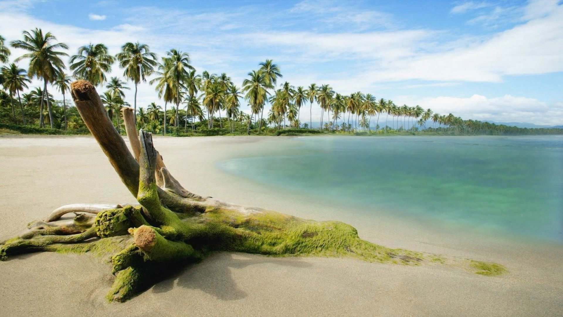 Hd pics photos nature beach coconut sea view desktop background wallpaper