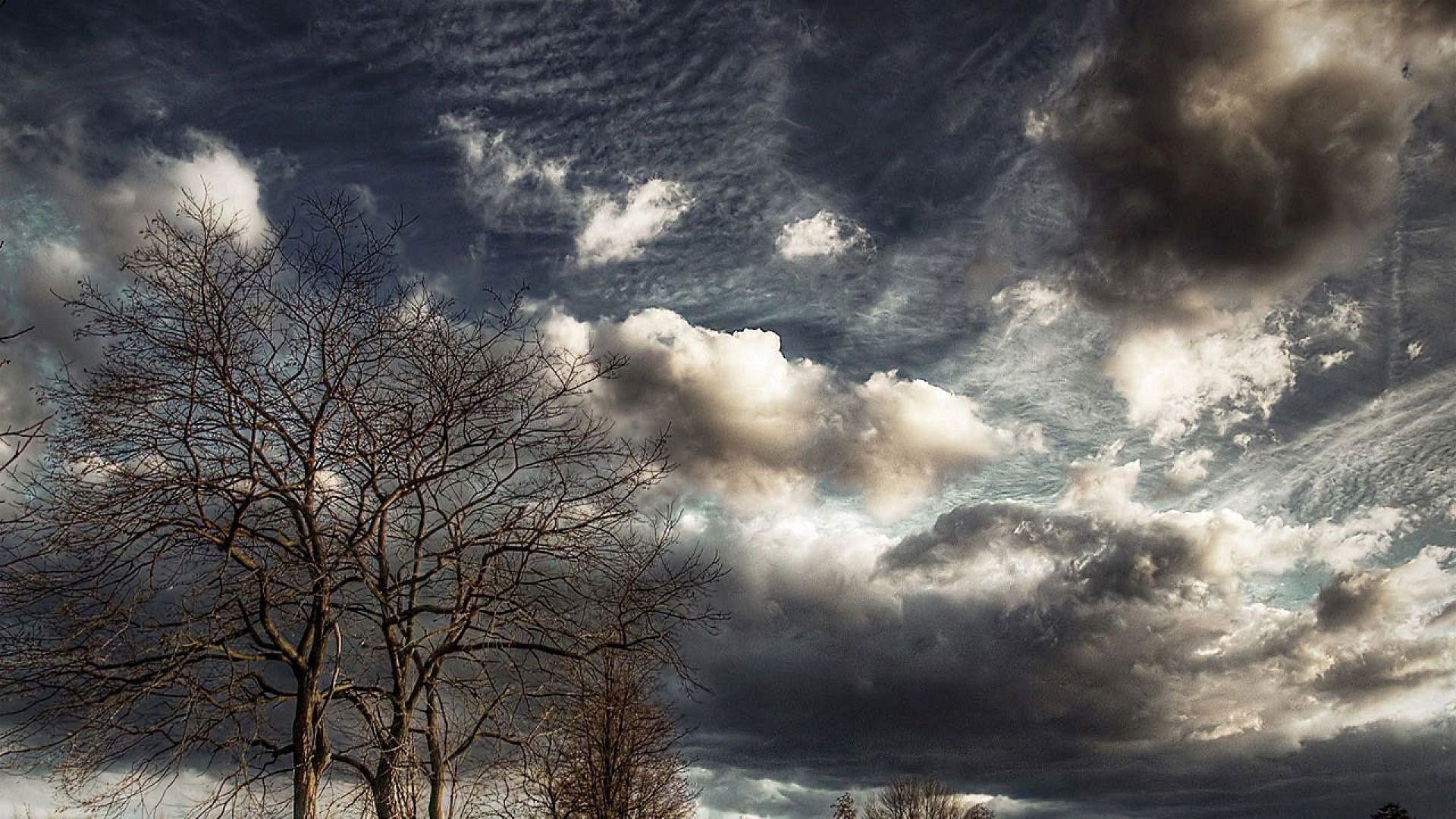 Cloudy sky above the trees wallpaper