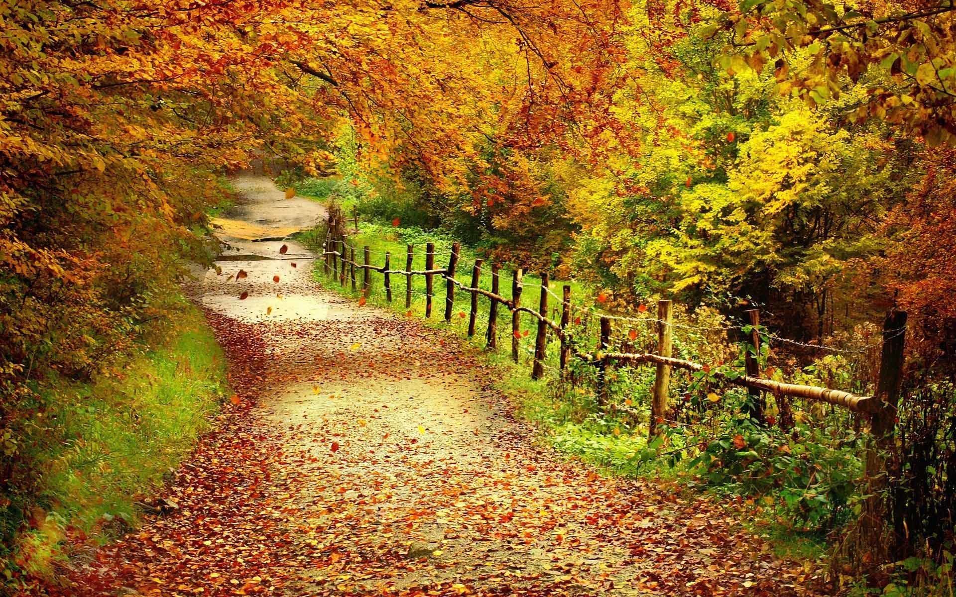 … Nature Wallpaper: Autumn Scenery Wallpaper Background with …