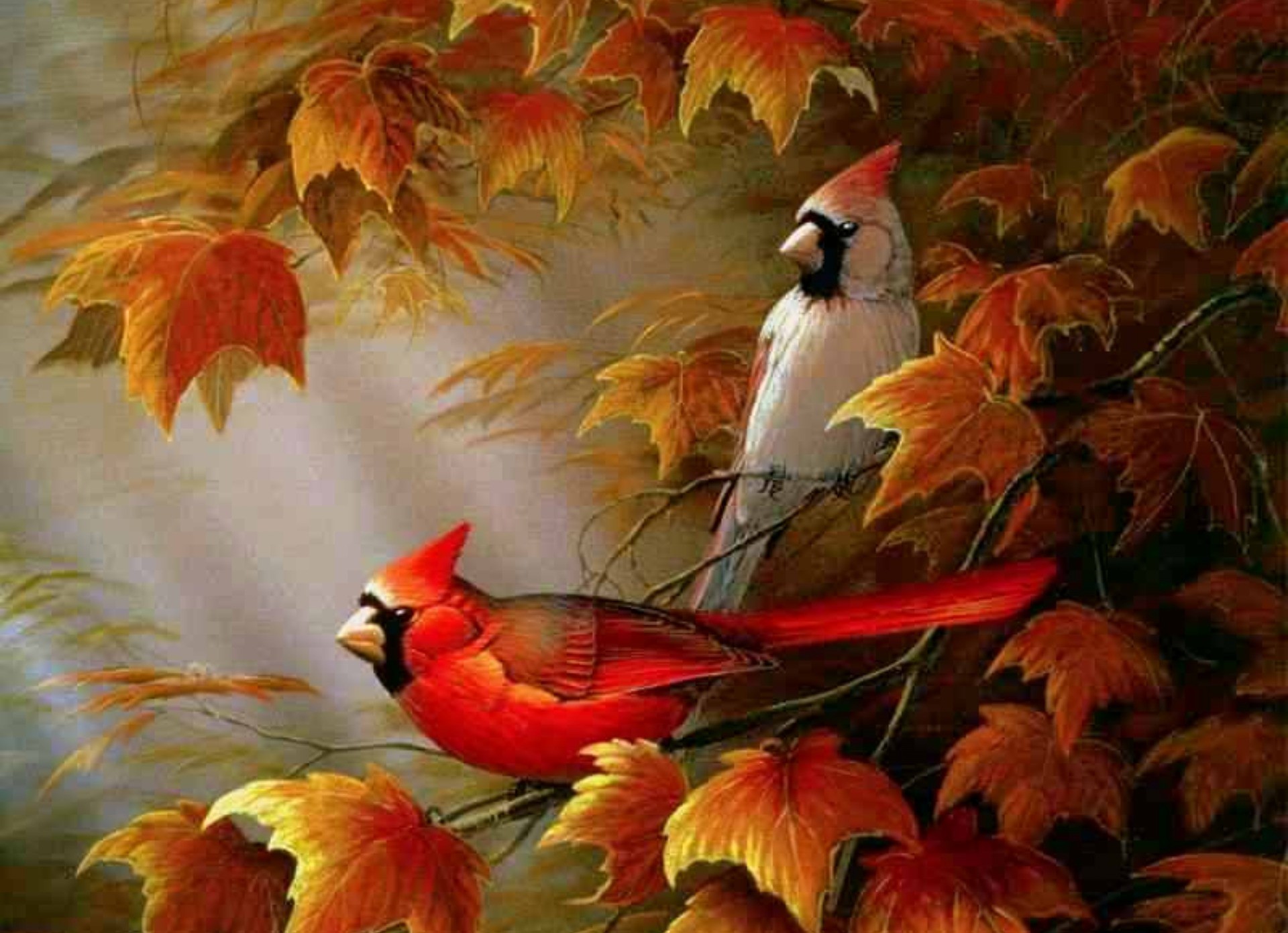Cardinals birds – Autumn Cardinals Wallpapers – HD Wallpapers 95116