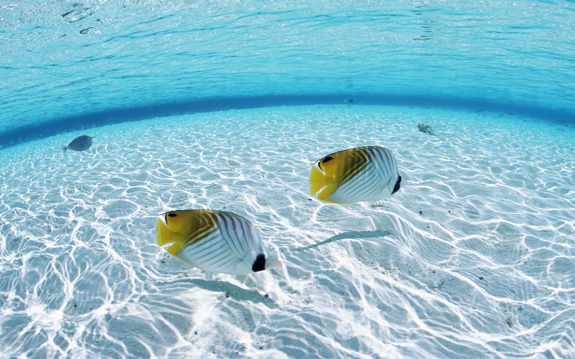 the ocean desktop wallpaper download fish in the ocean wallpaper in hd .