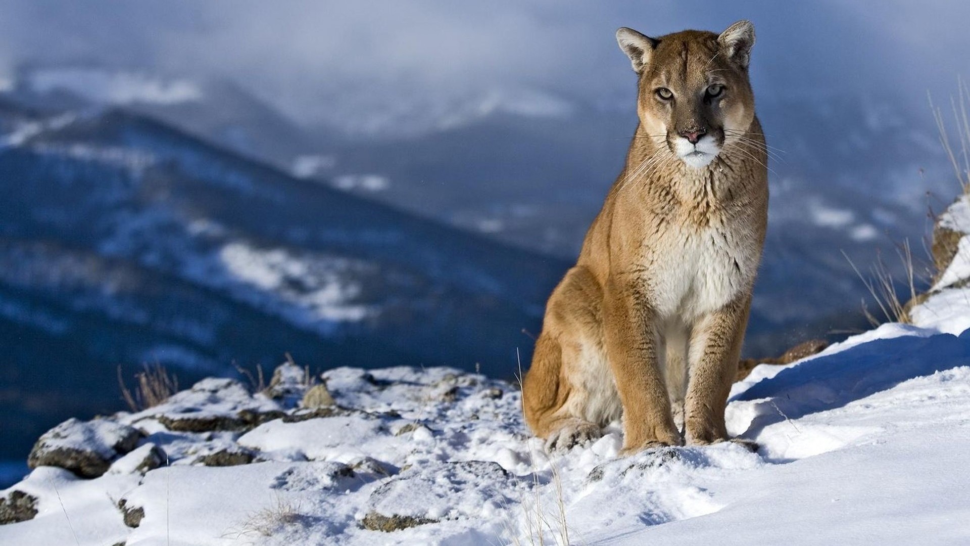 Background Full HD 1080p. Wallpaper cougar, snow, mountain, sit, pretty