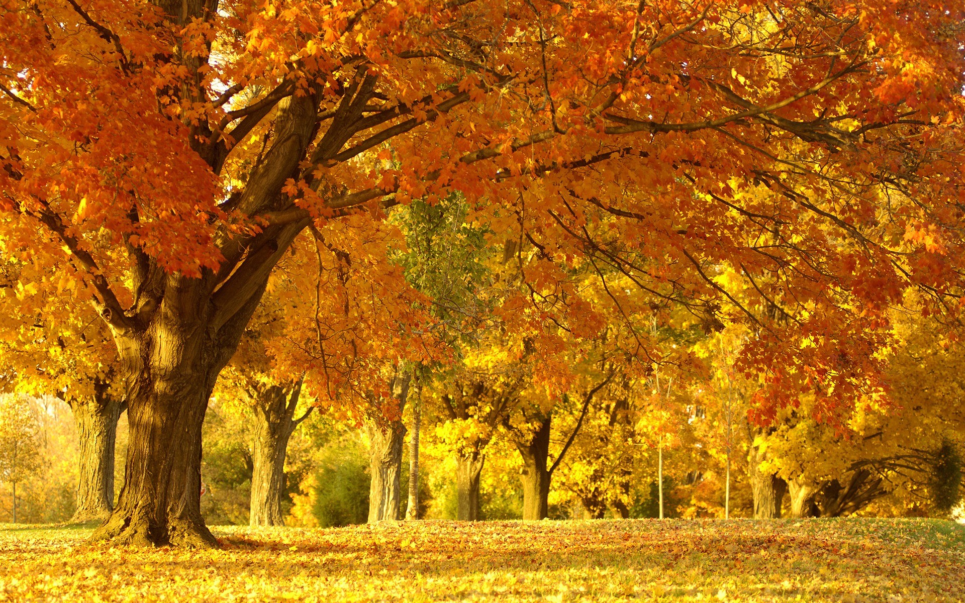 Golden Autumn Tree Wallpaper Autumn Nature