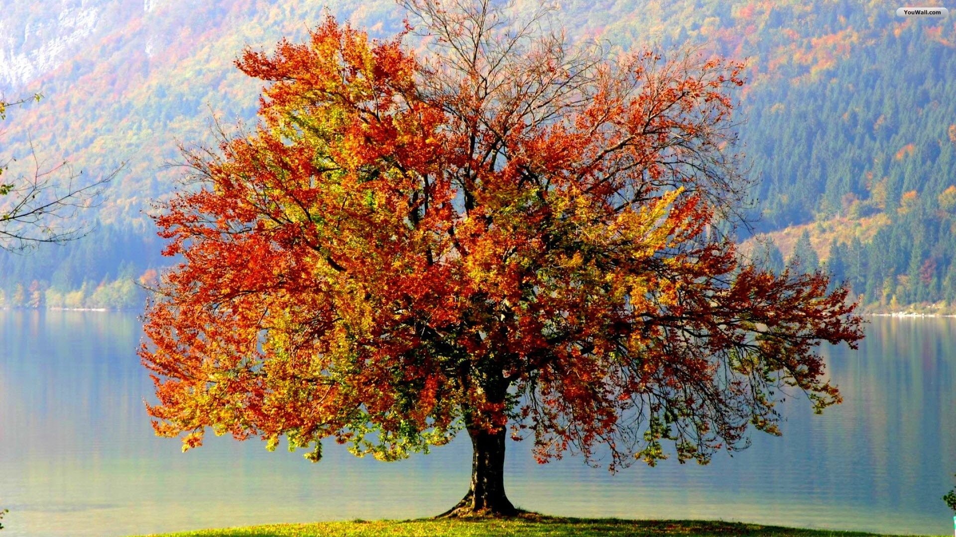 Autumn Tree Wallpaper