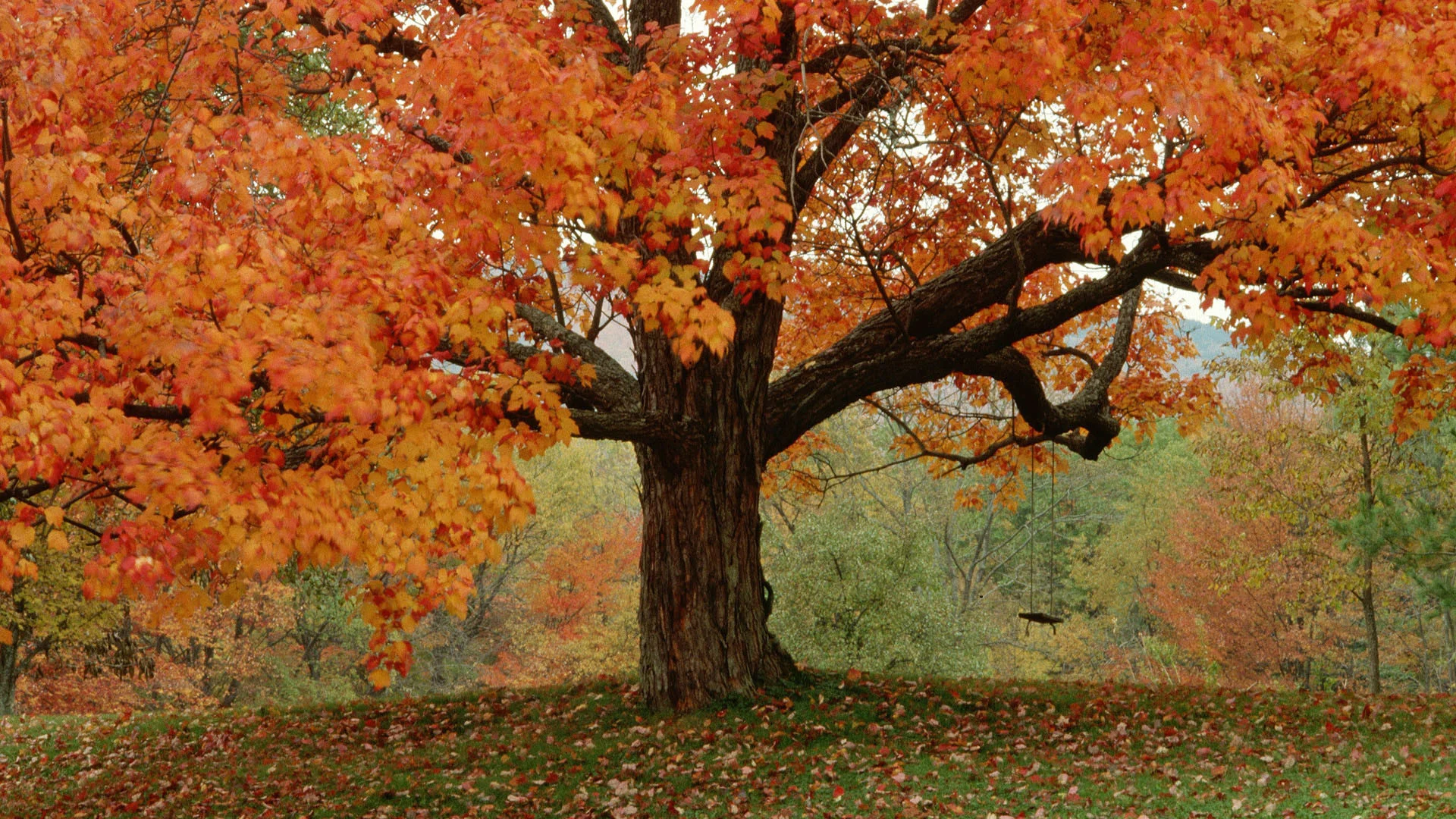 Autumn Trees Tumblr