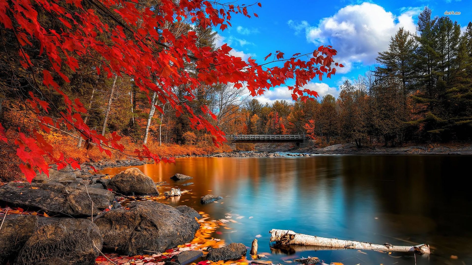 Colorful Autumn Lakeside Trees Wallpaper