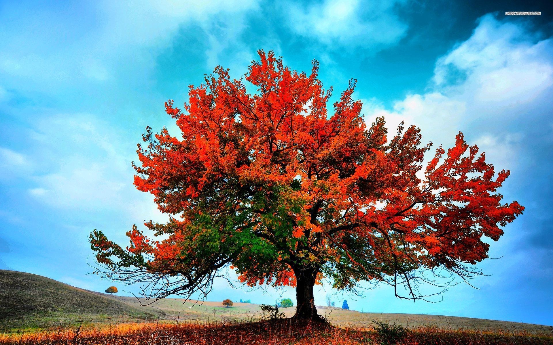 Beautiful Red Autumn Tree wallpapers and stock photos