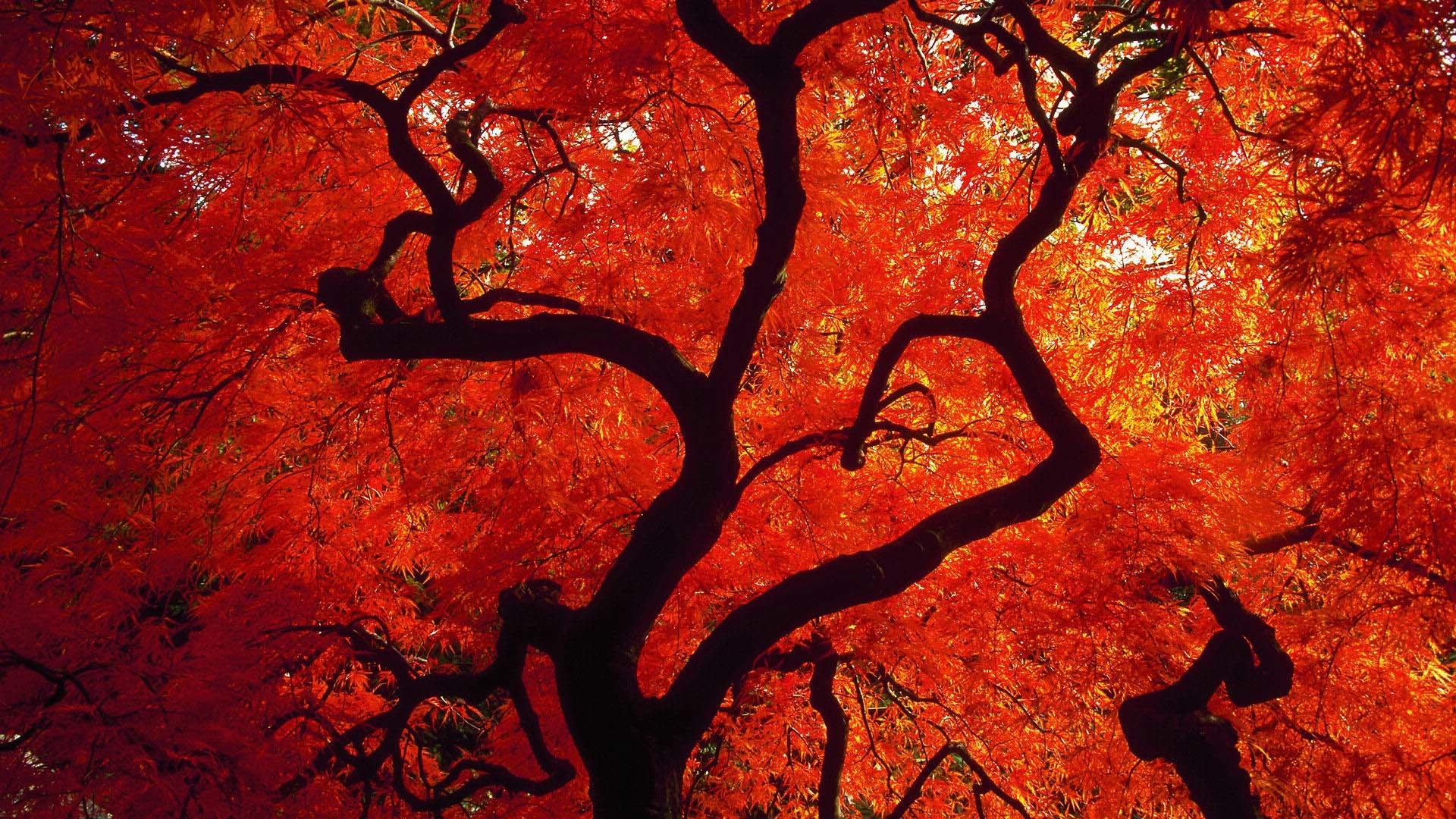 Red Trees Autumn Fall Seasons Wallpaper HD  plingcom
