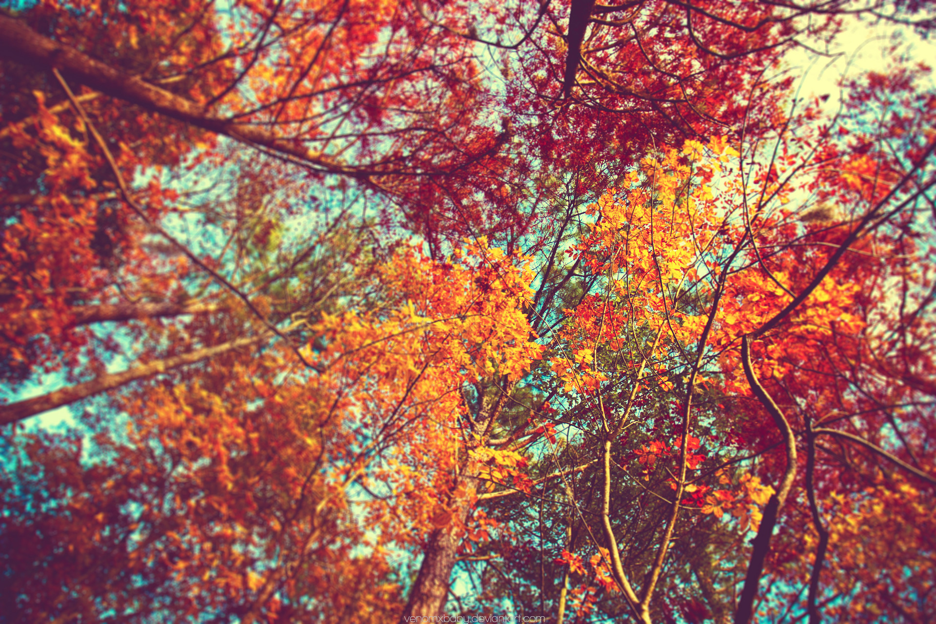 Trees Autumn wallpaper